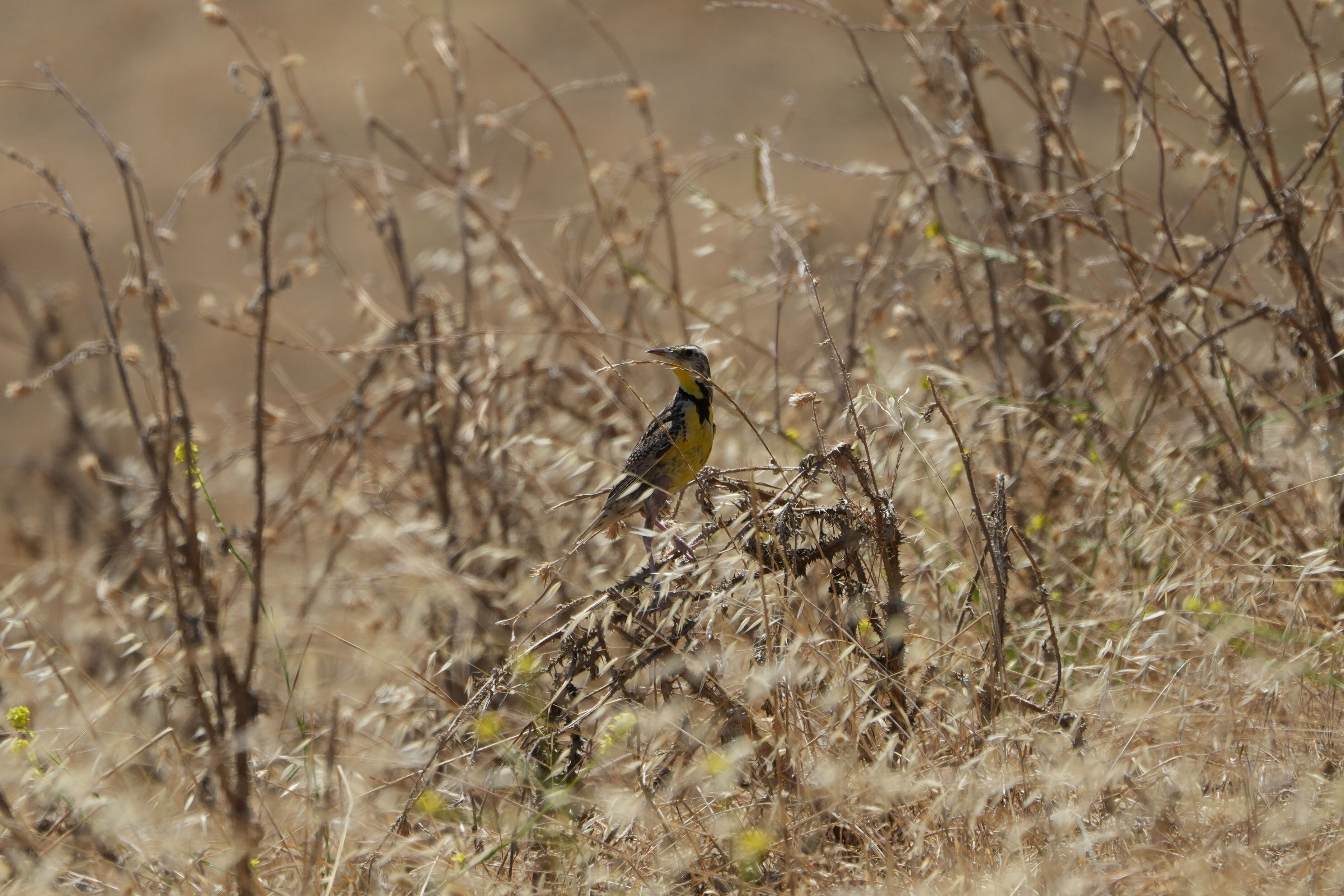 Ohlone Wilderness Trail