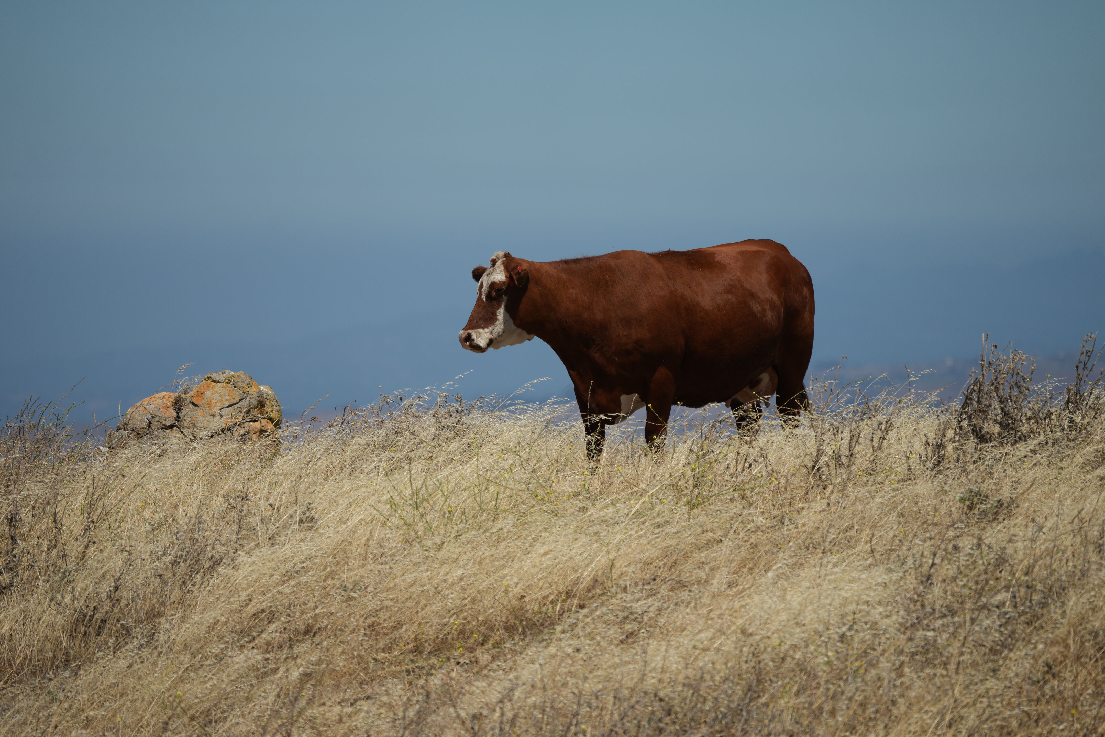 Ohlone Wilderness Trail