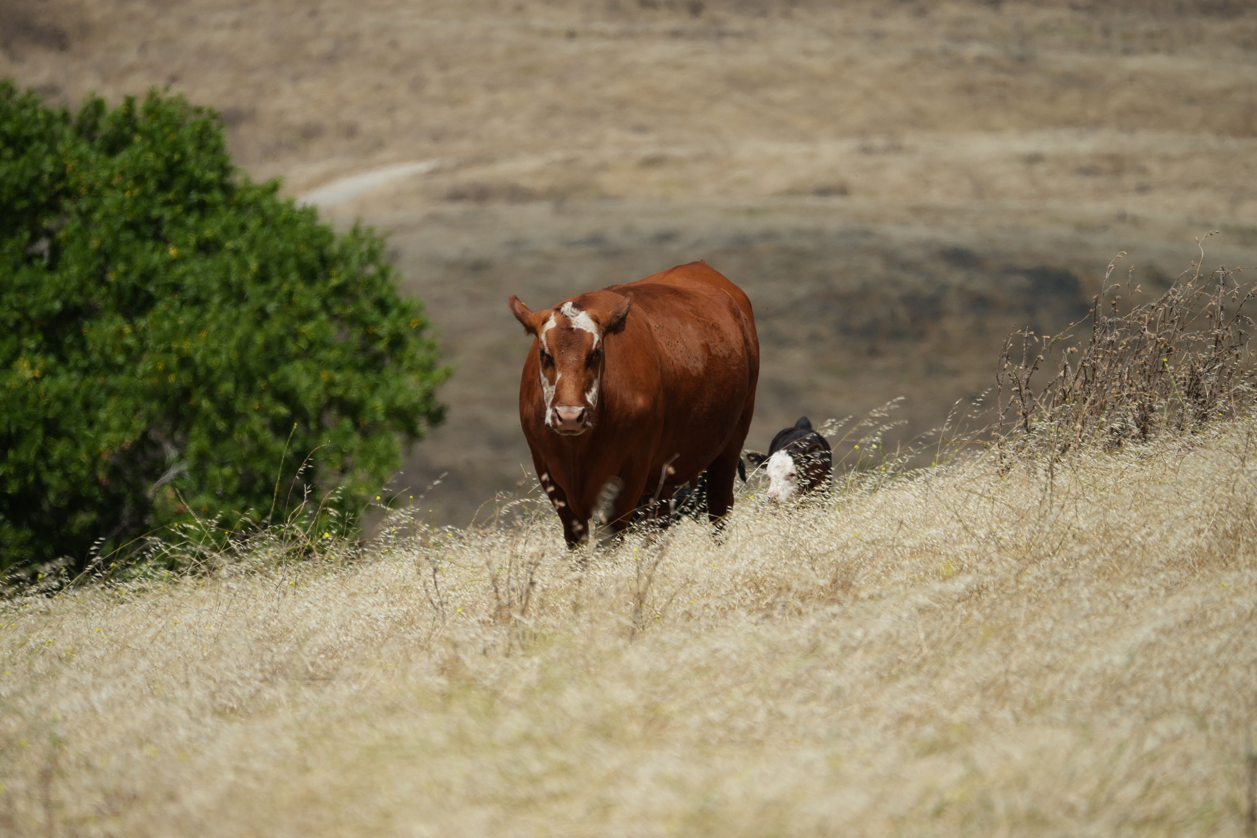 Ohlone Wilderness Trail