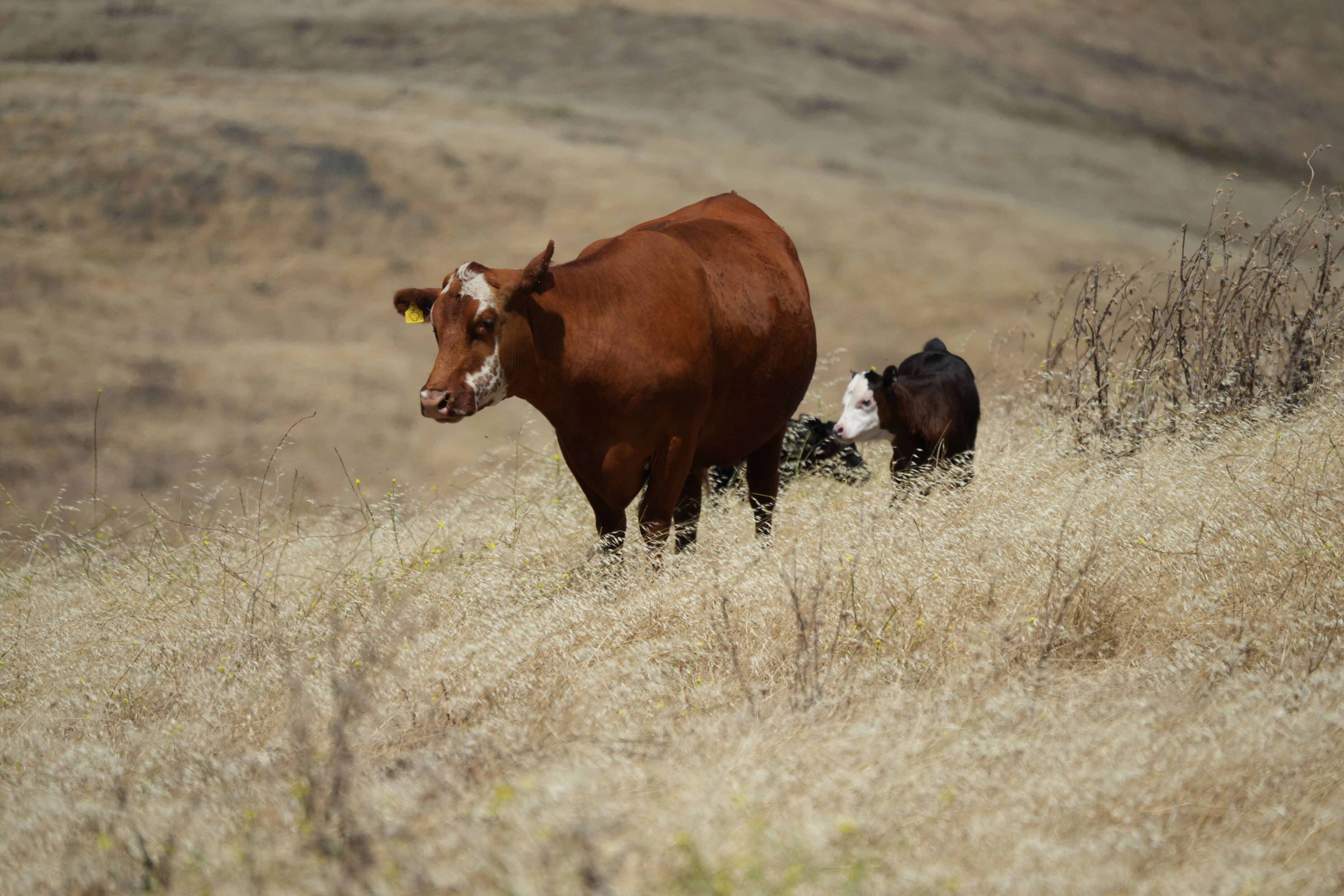 Ohlone Wilderness Trail