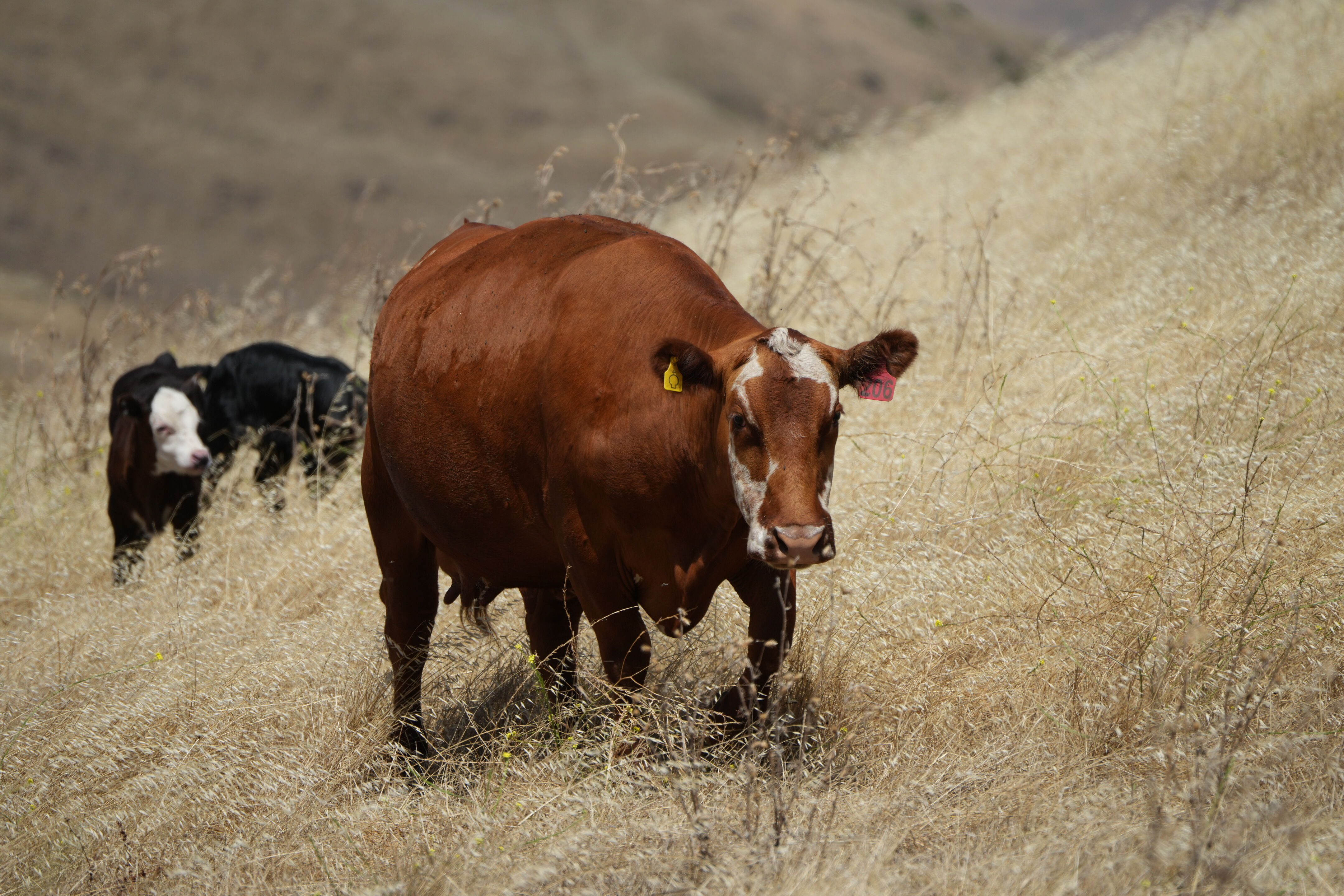 Ohlone Wilderness Trail