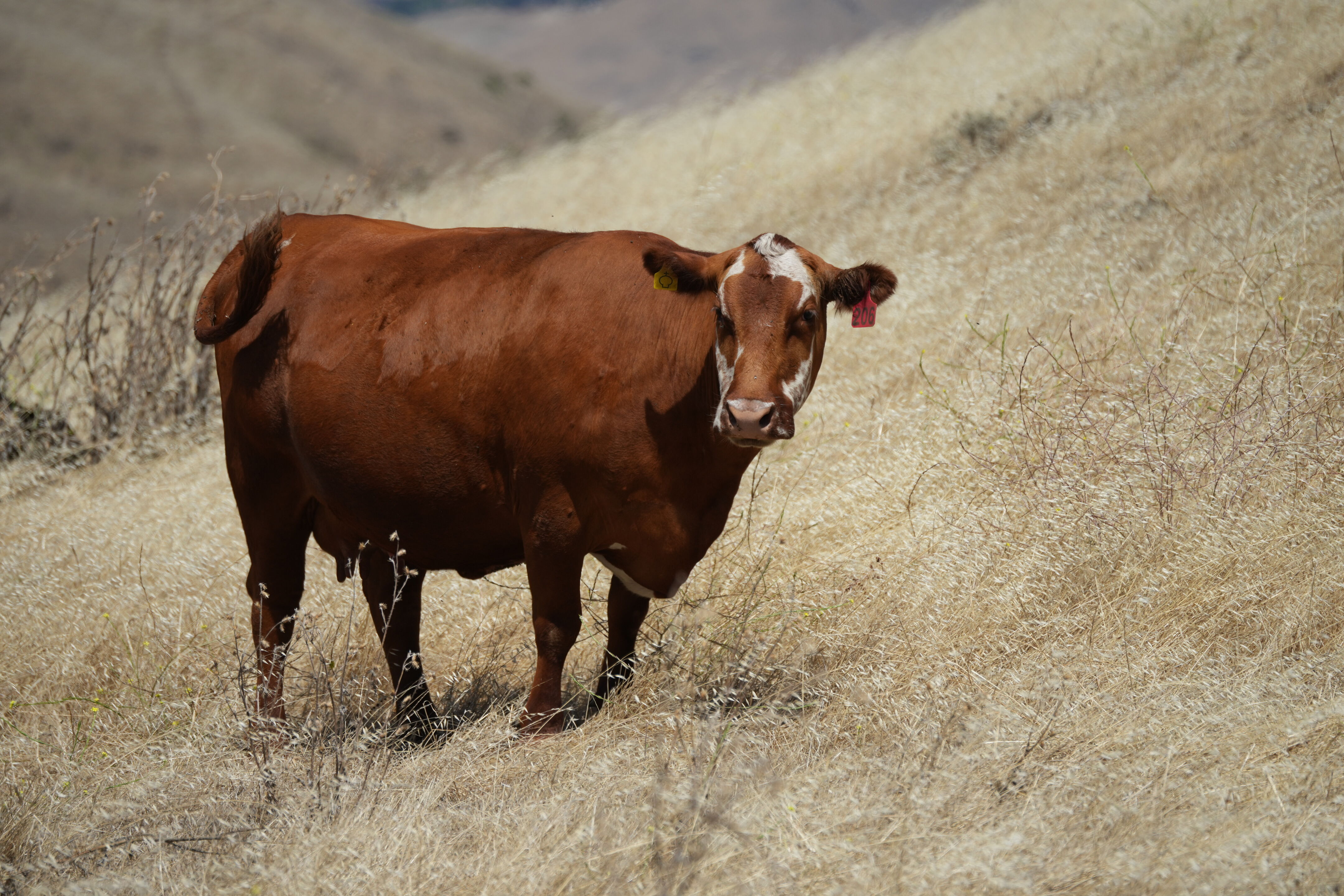 Ohlone Wilderness Trail