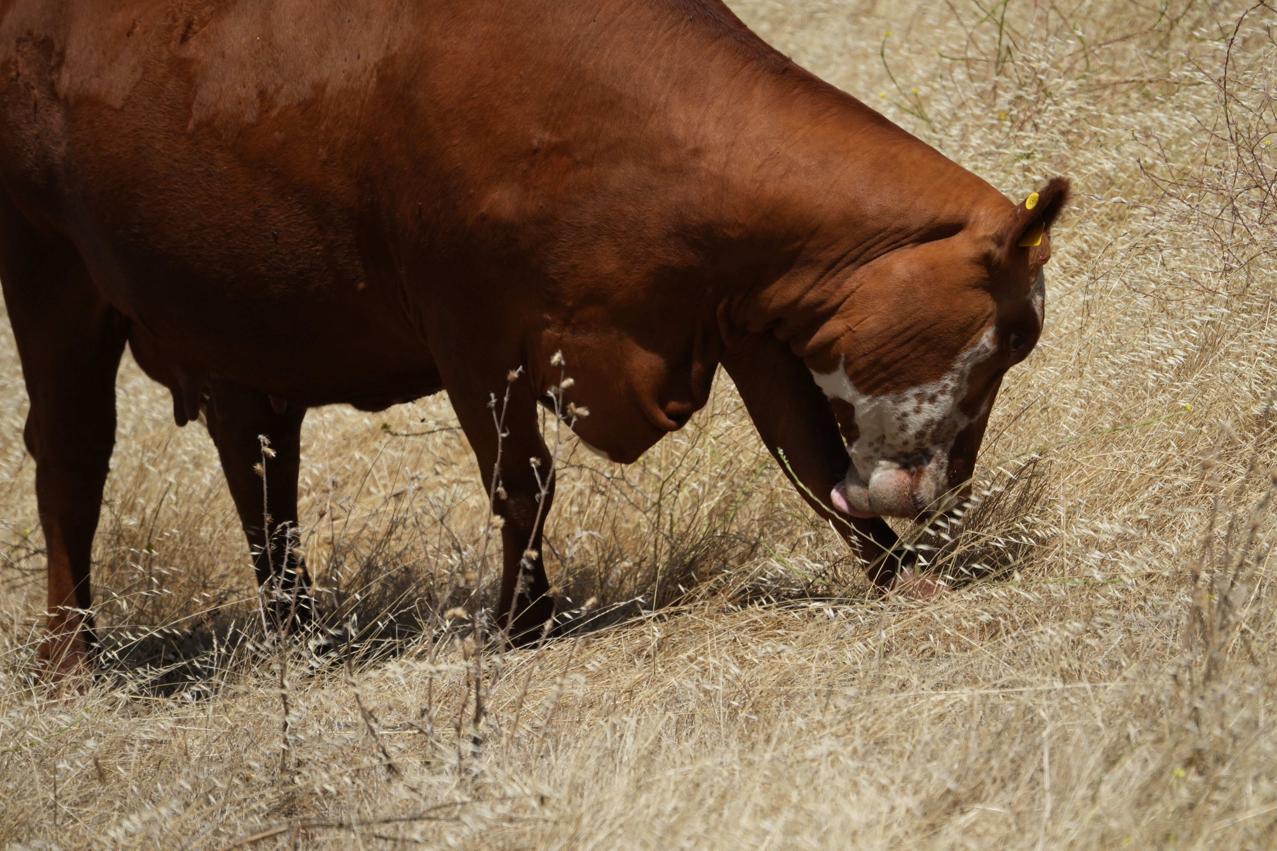 Ohlone Wilderness Trail