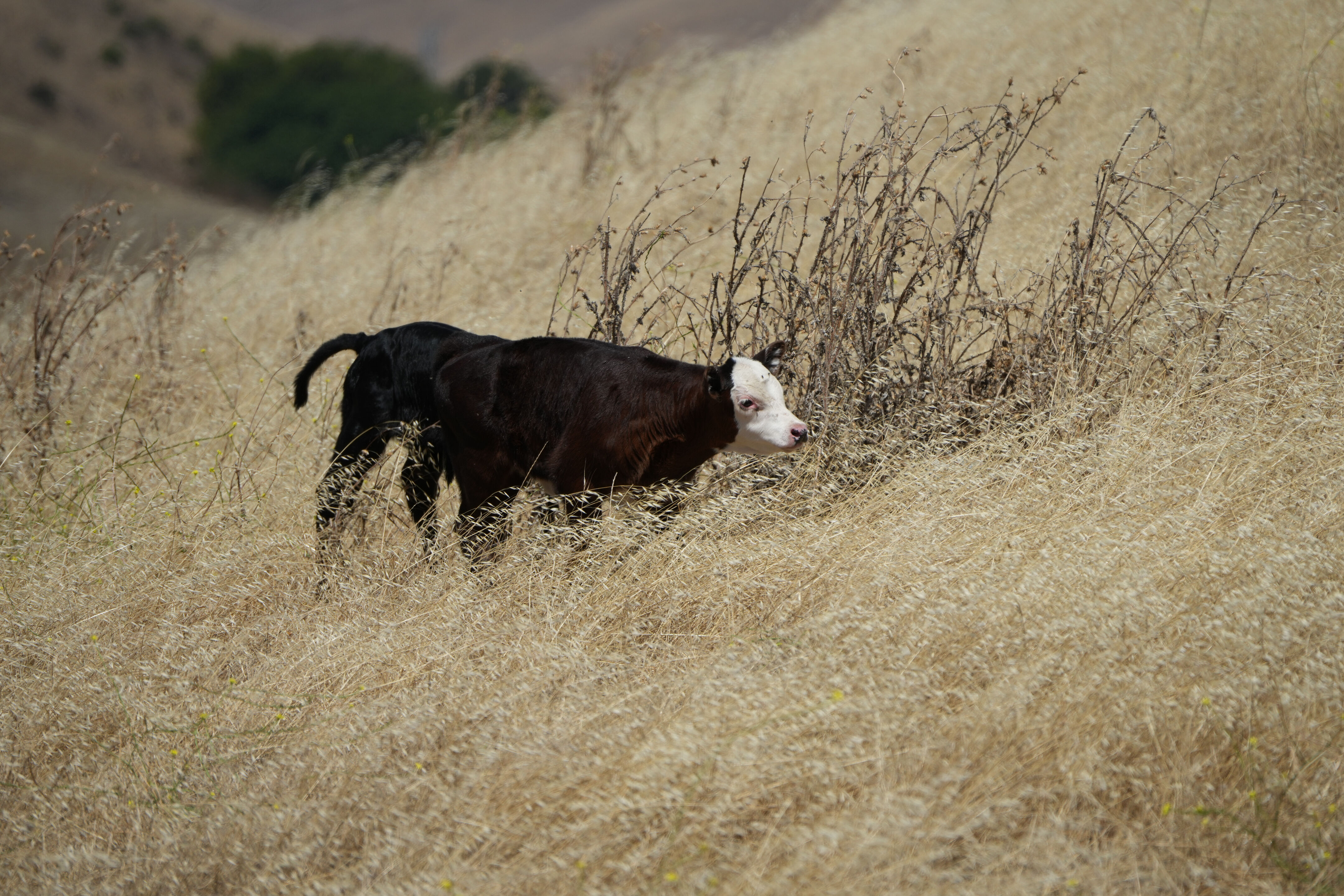 Ohlone Wilderness Trail