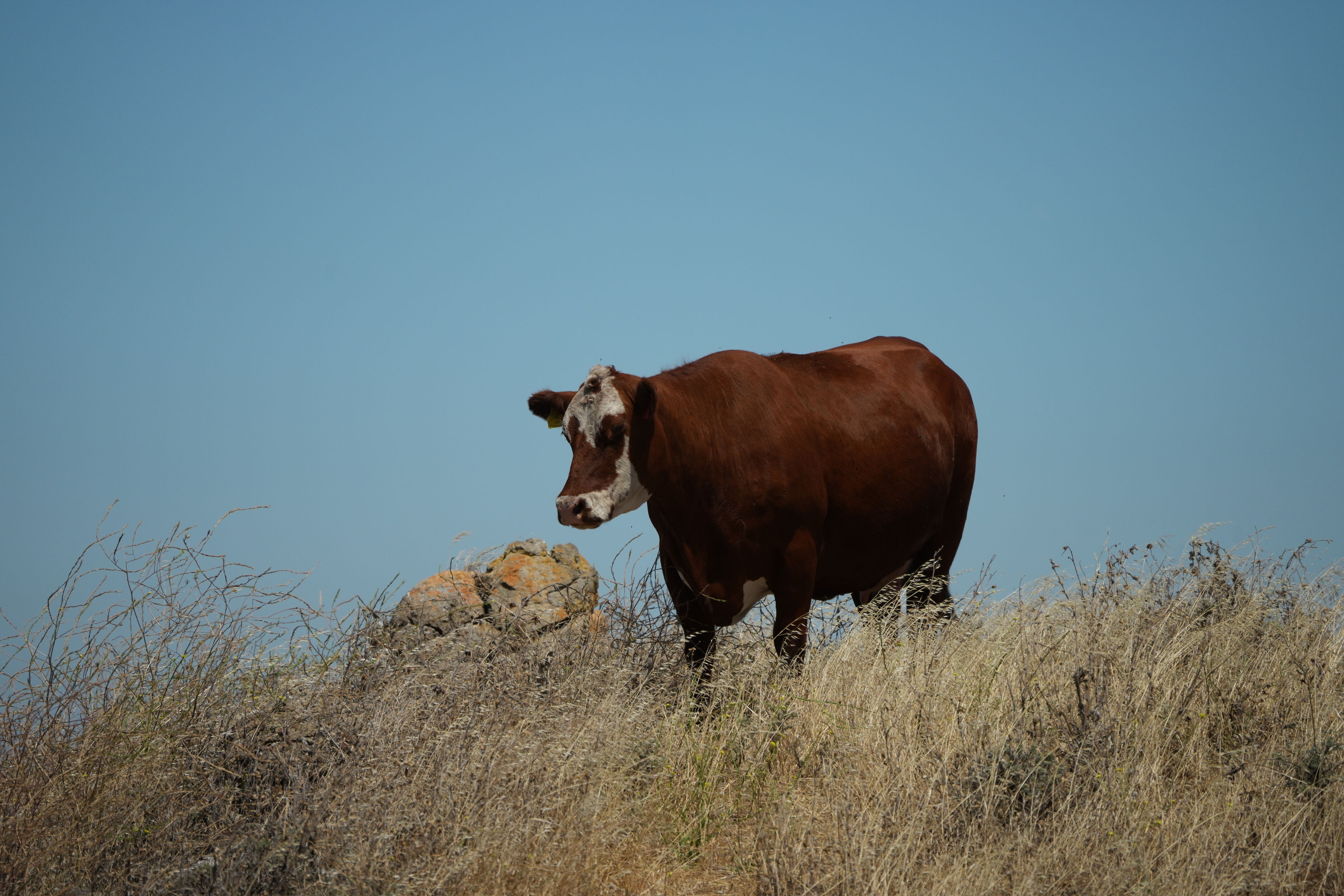 Ohlone Wilderness Trail