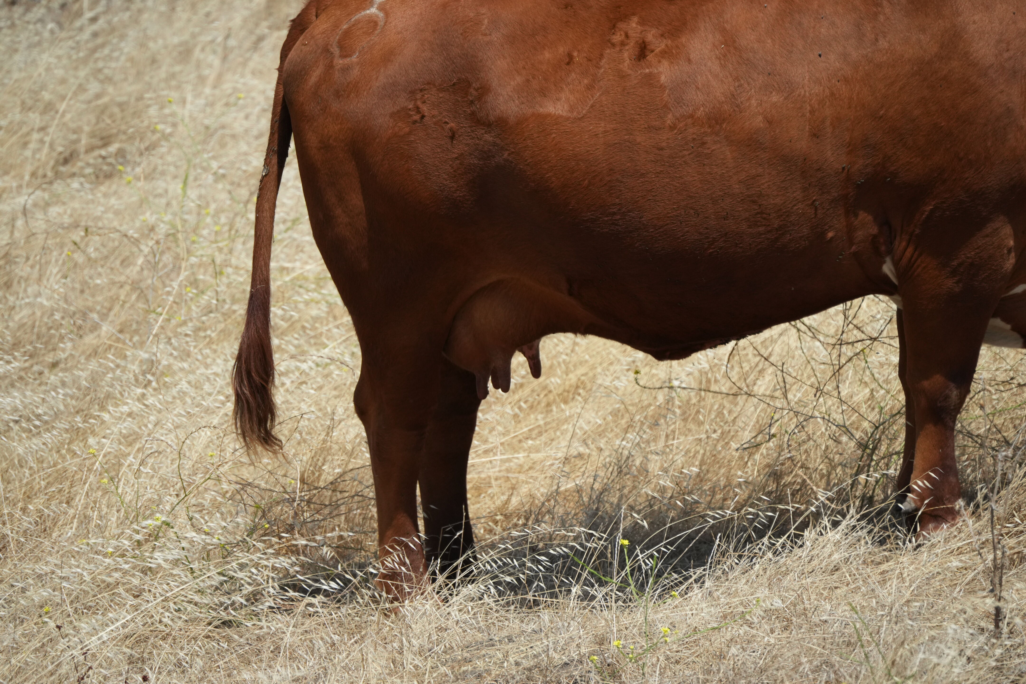 Ohlone Wilderness Trail