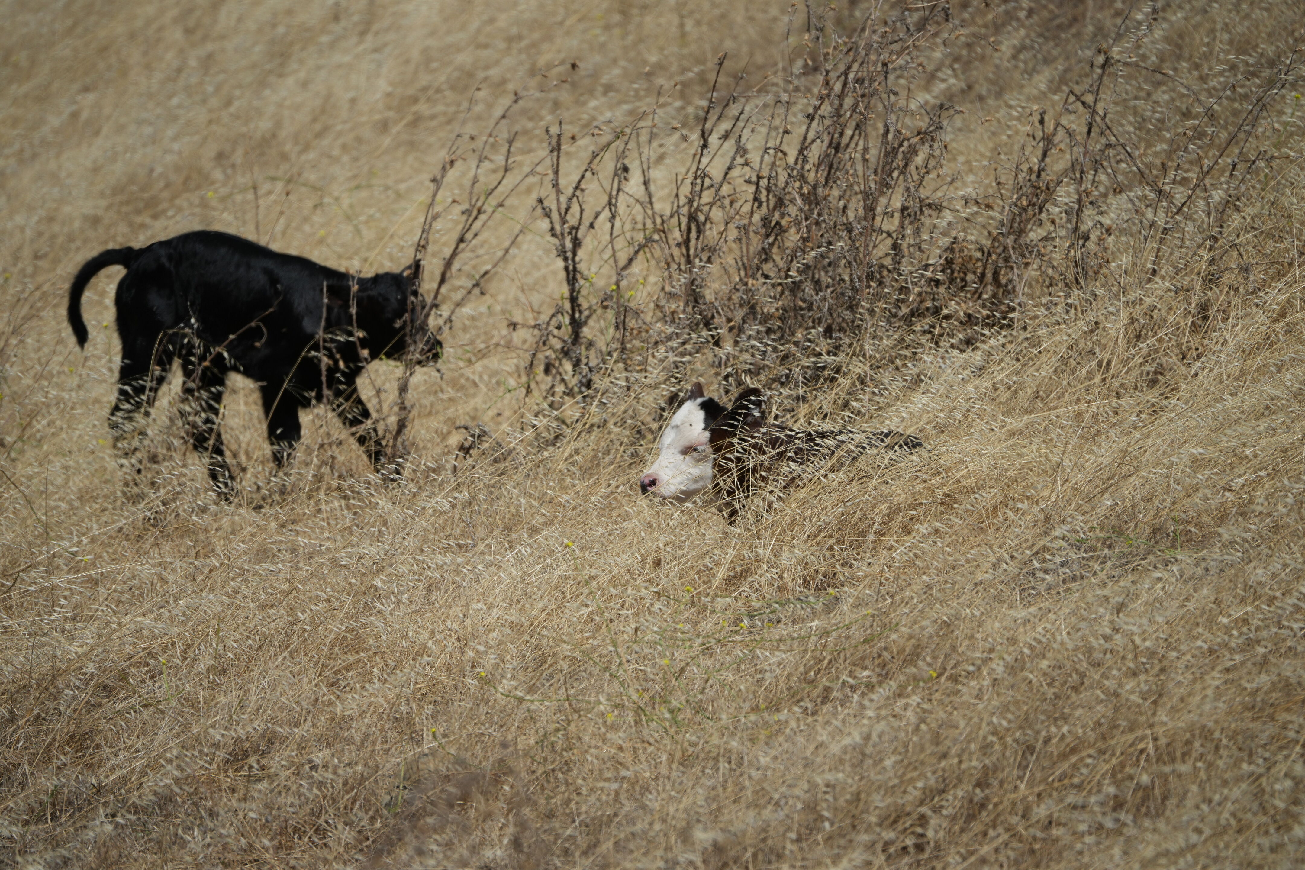 Ohlone Wilderness Trail