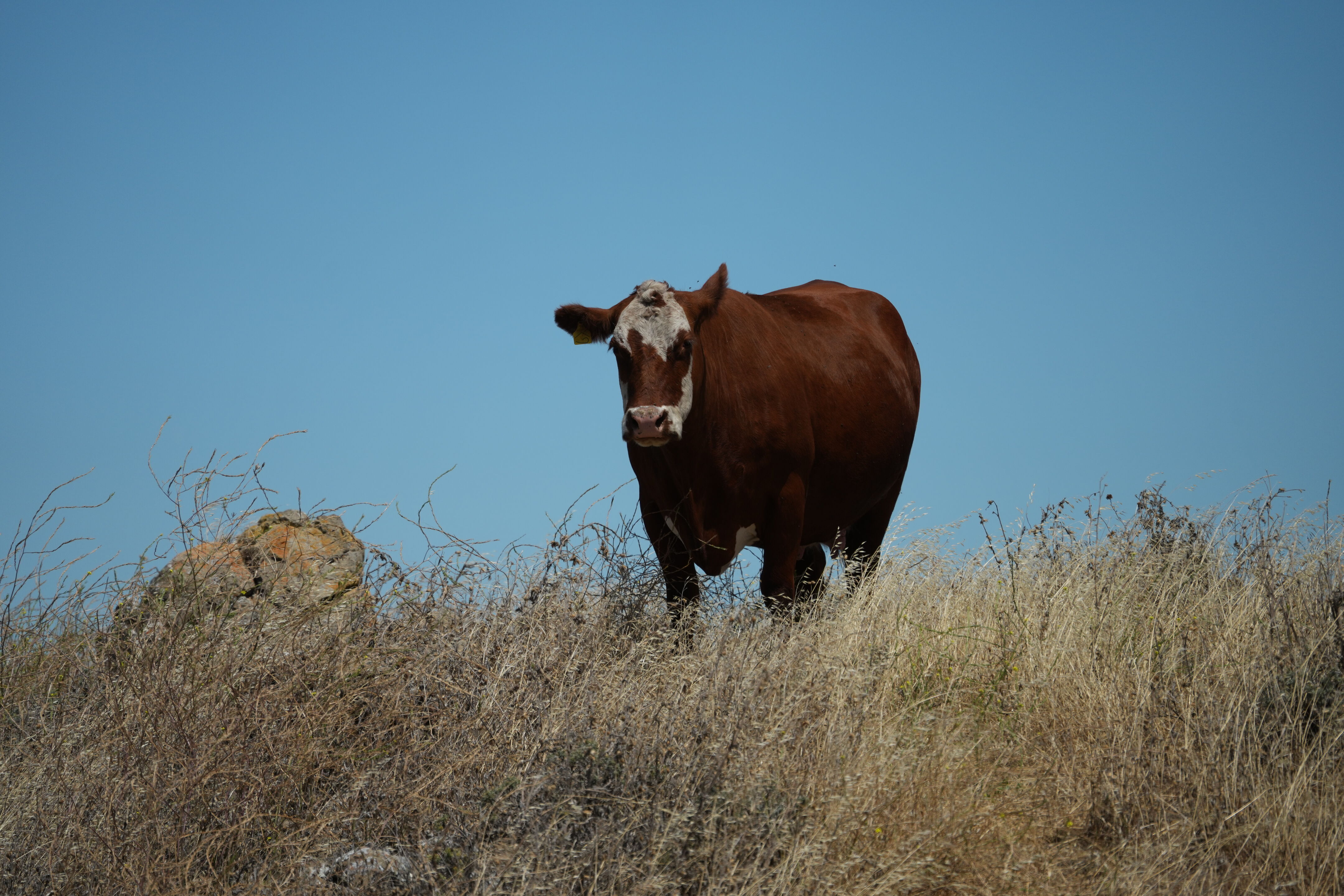 Ohlone Wilderness Trail