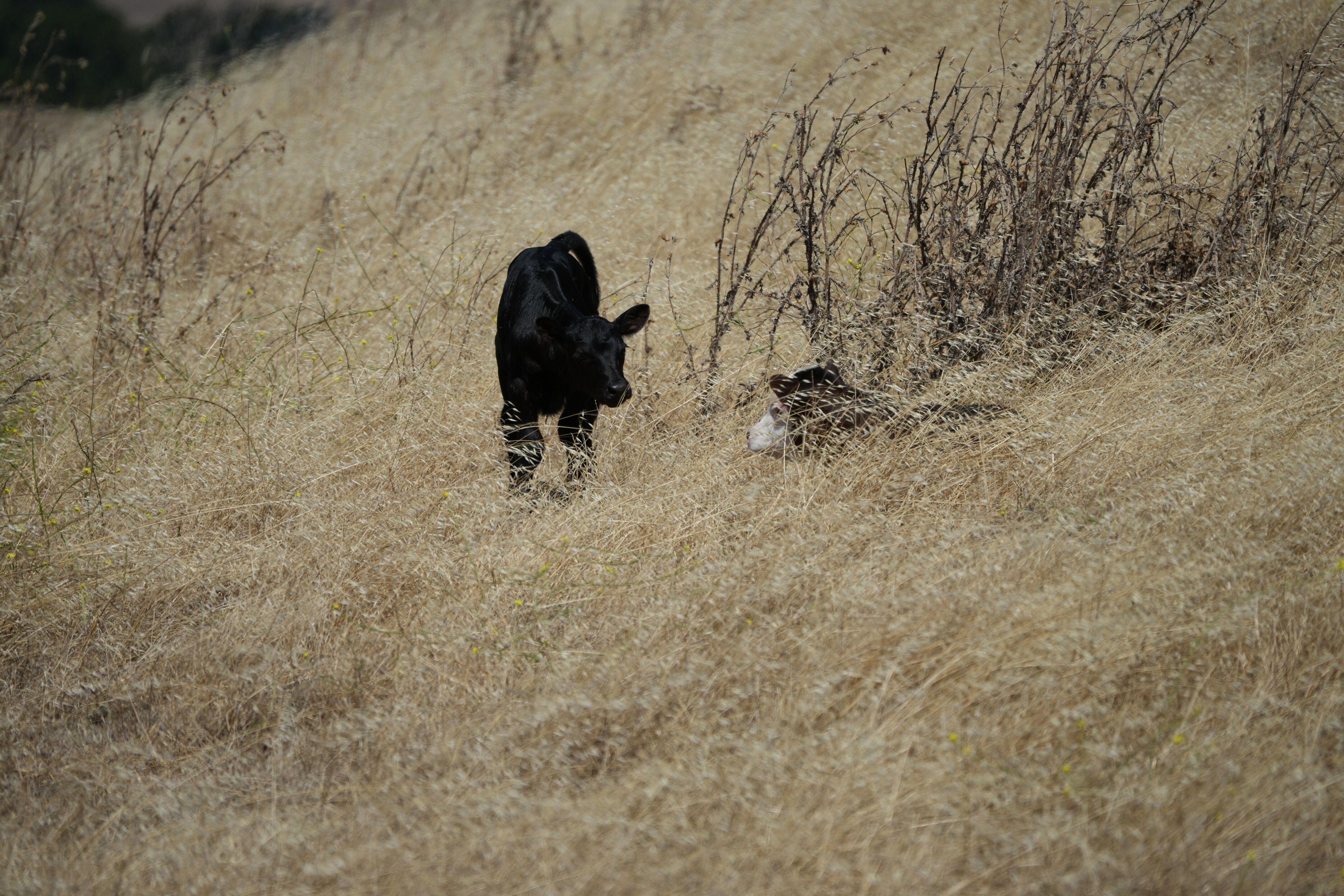 Ohlone Wilderness Trail