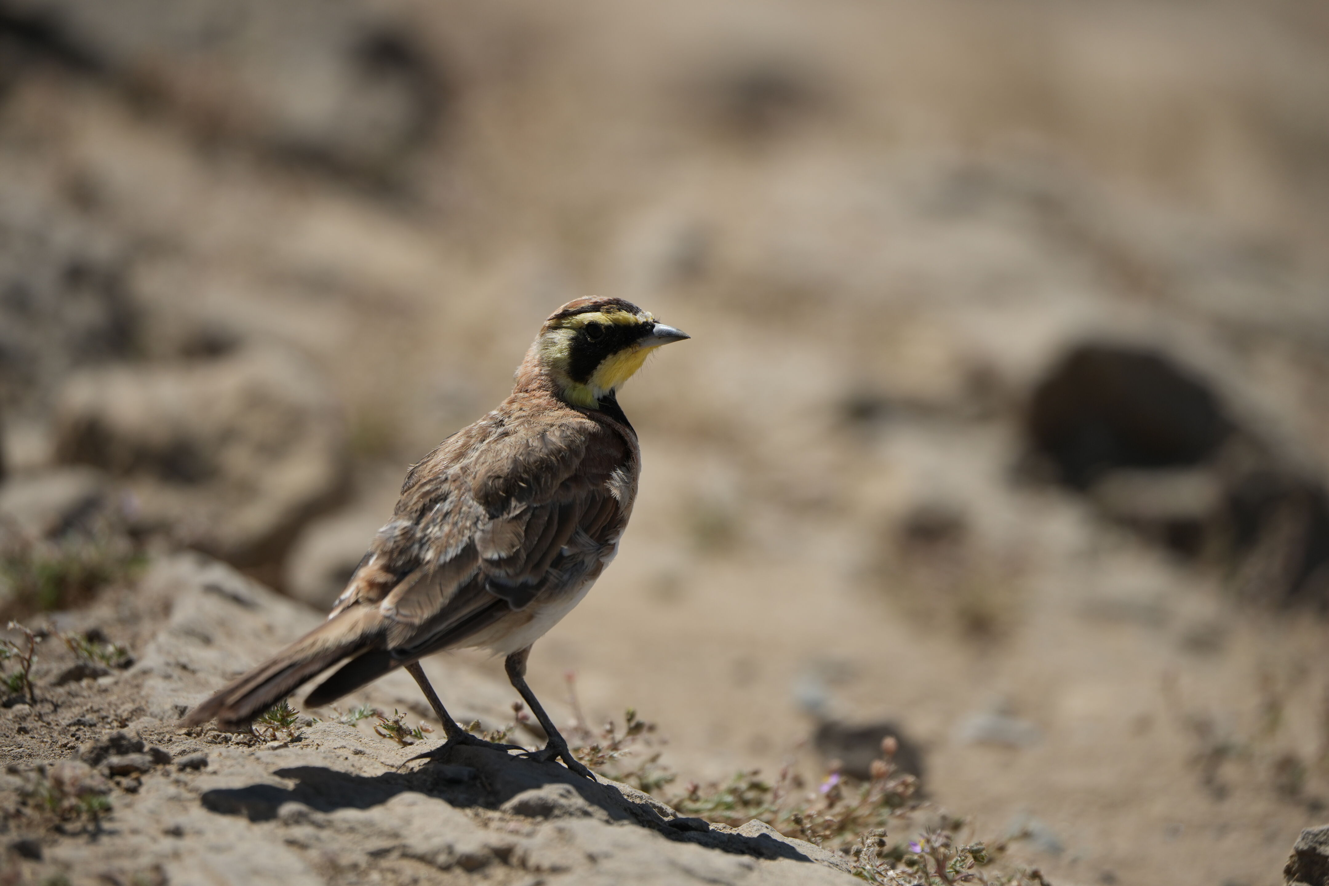 Ohlone Wilderness Trail