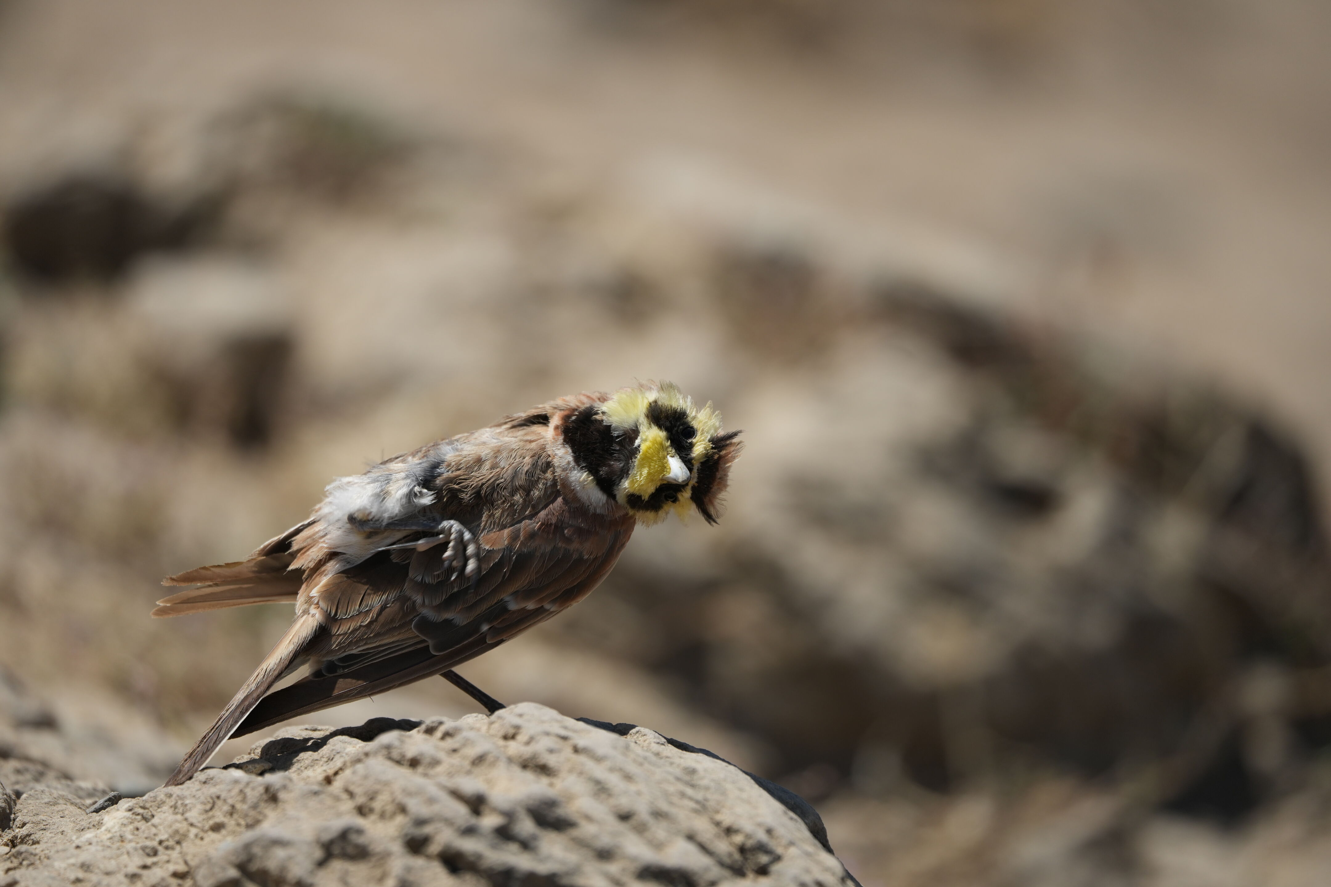 Ohlone Wilderness Trail