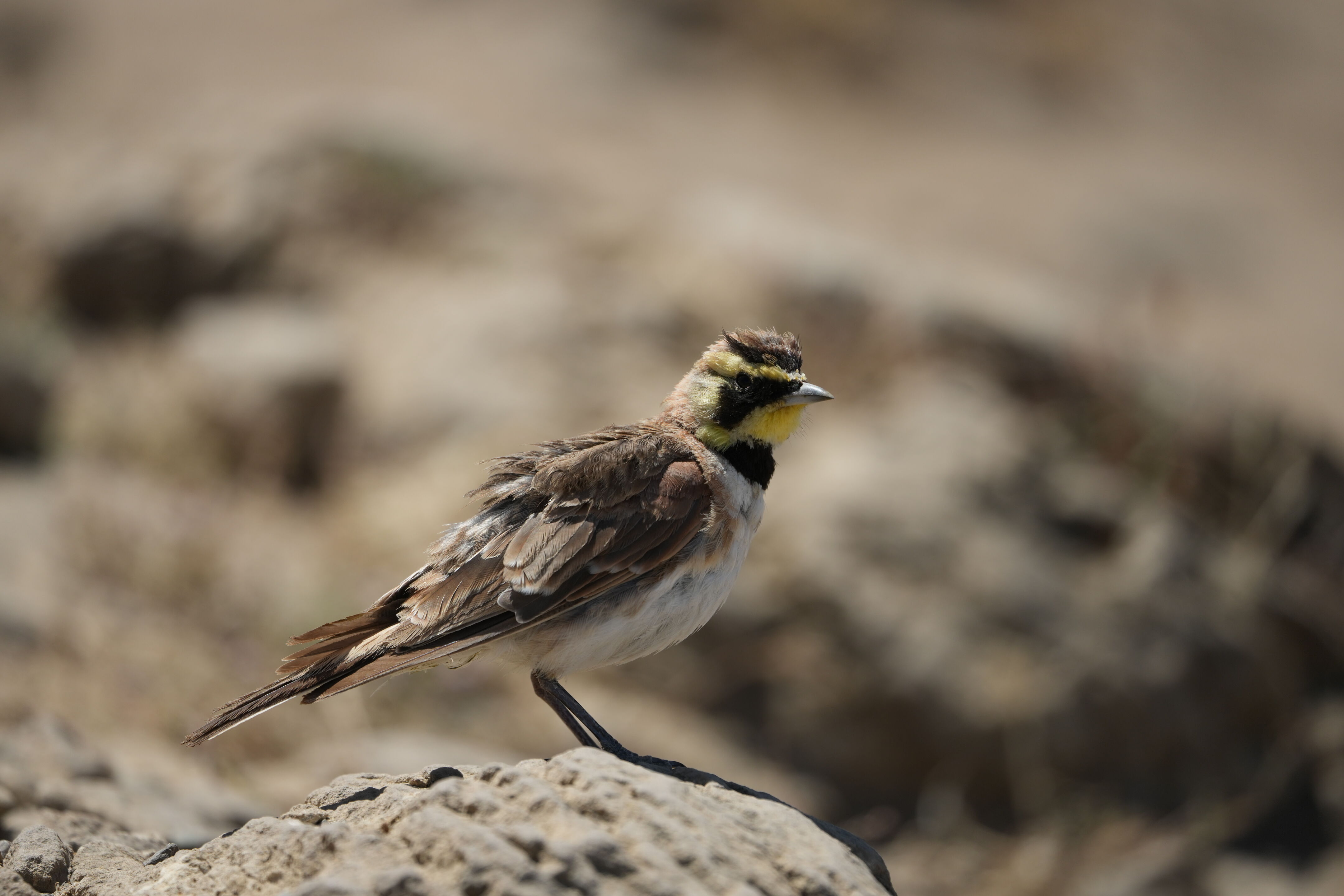 Ohlone Wilderness Trail