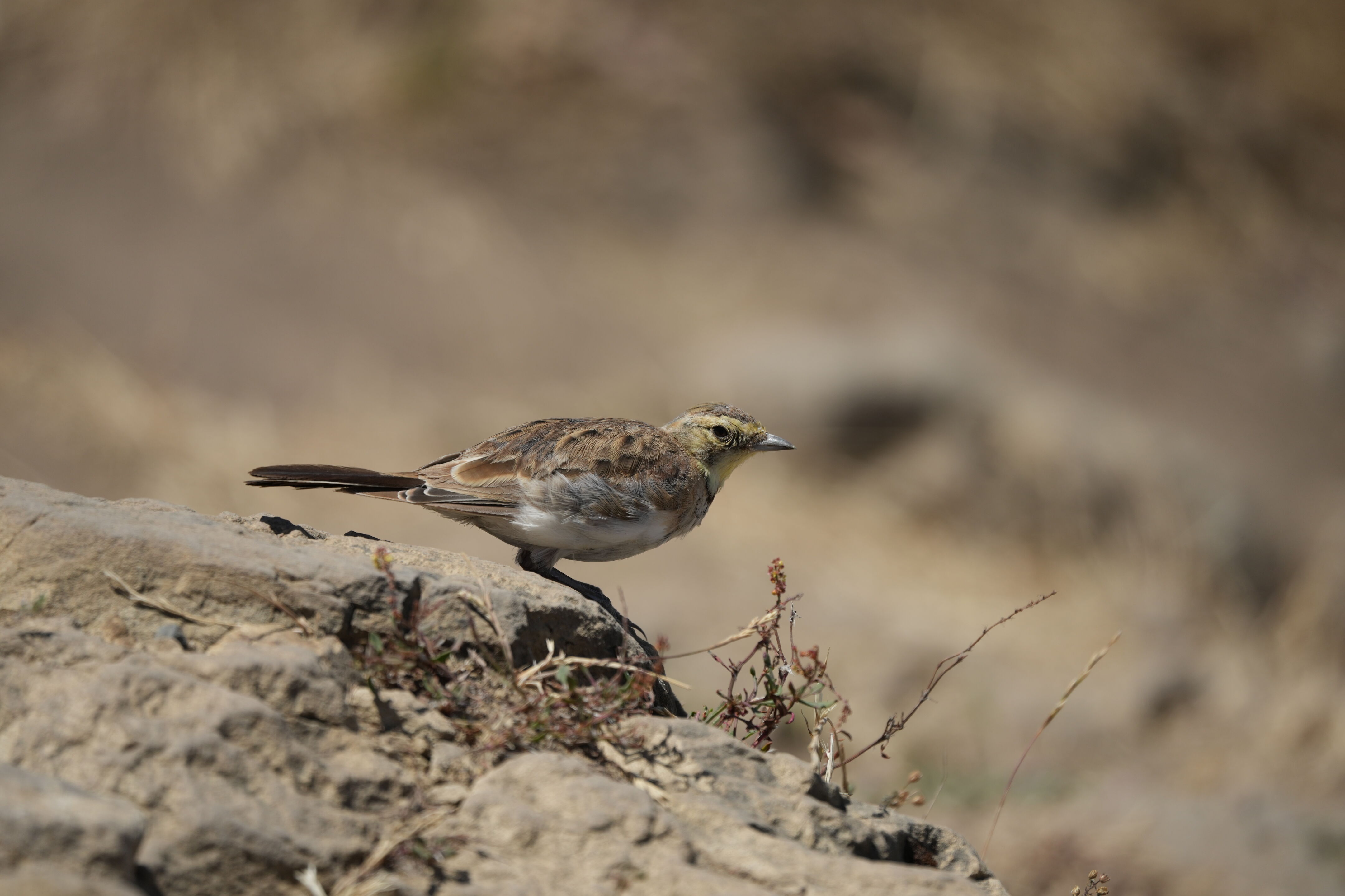 Ohlone Wilderness Trail