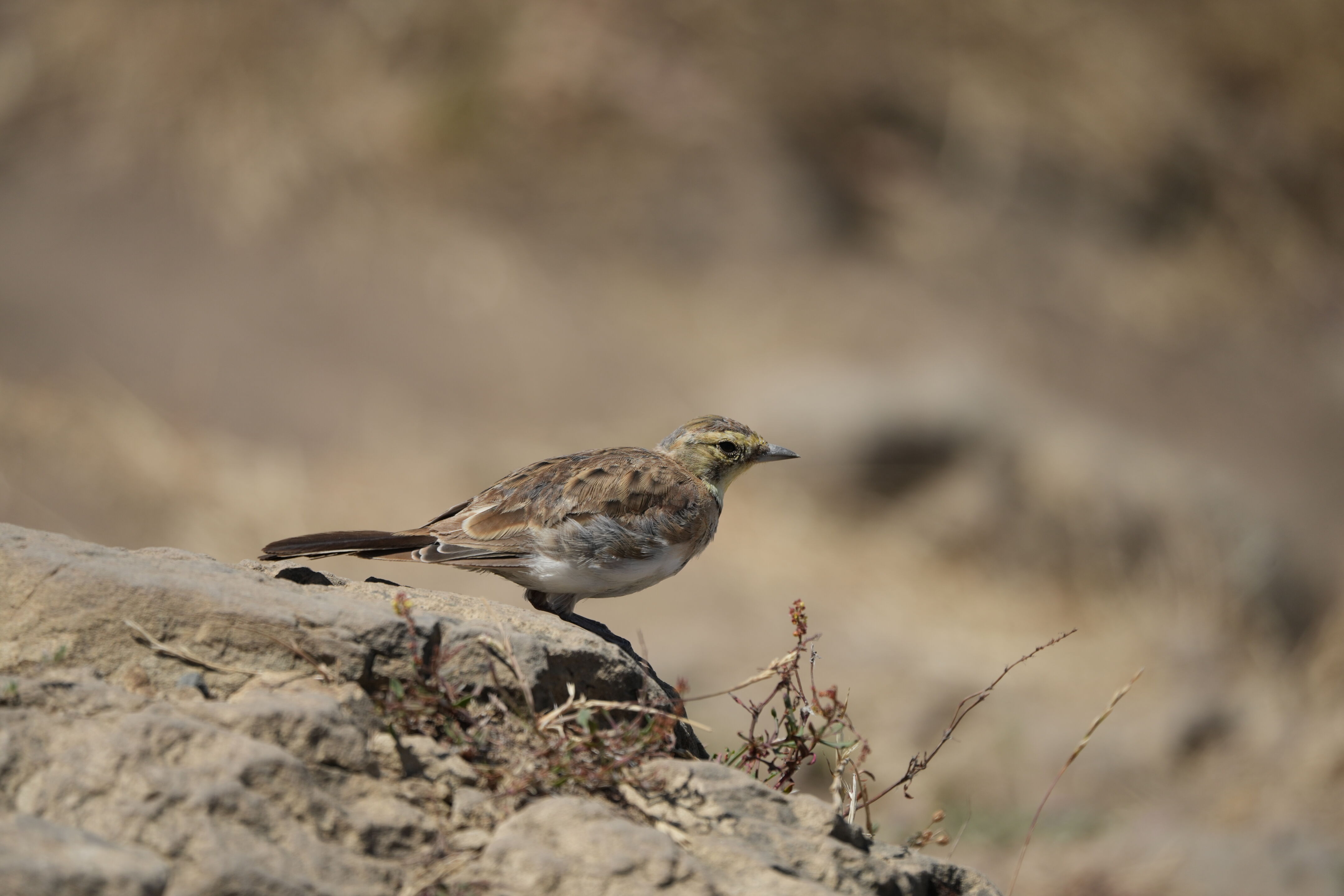 Ohlone Wilderness Trail