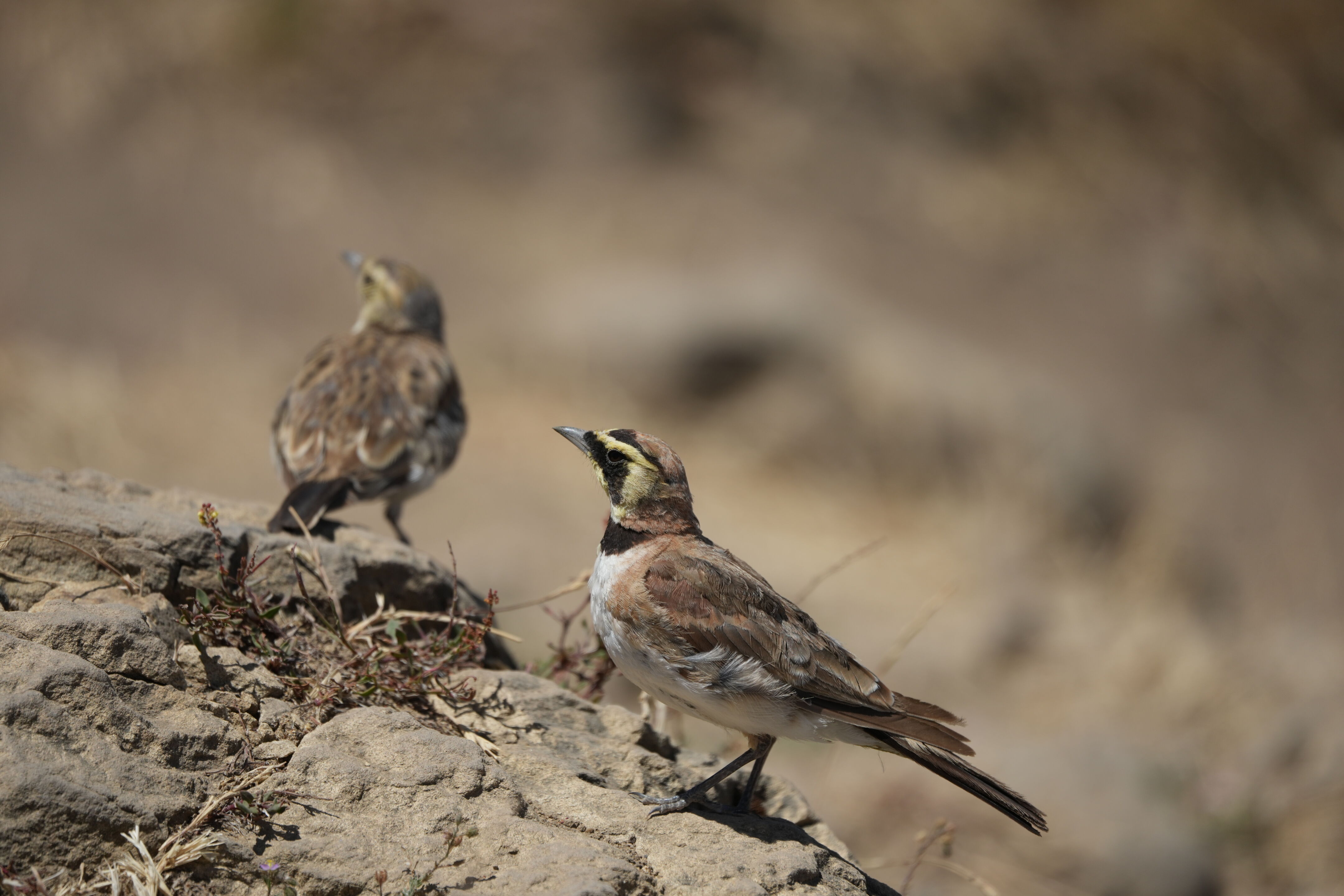Ohlone Wilderness Trail