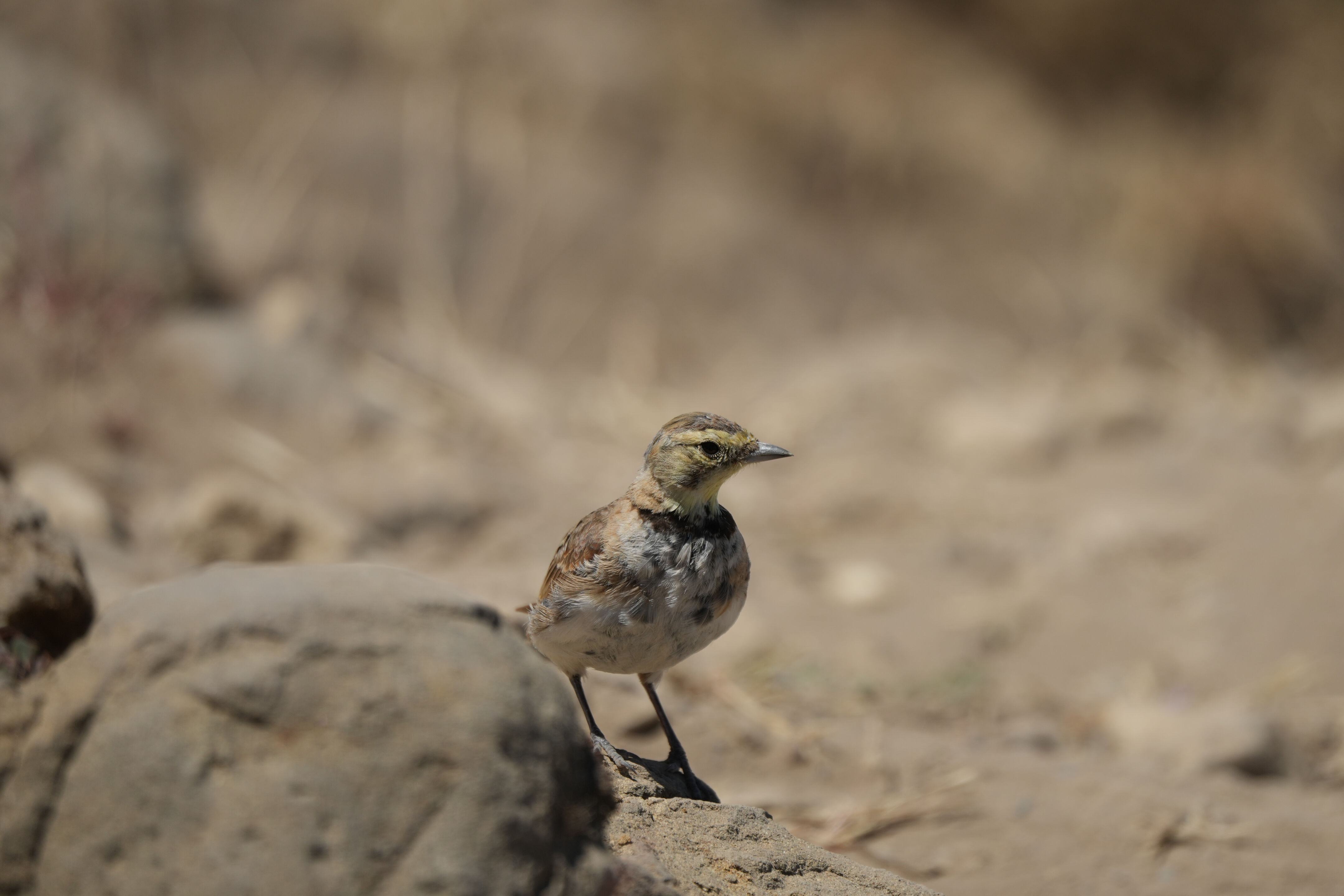 Ohlone Wilderness Trail