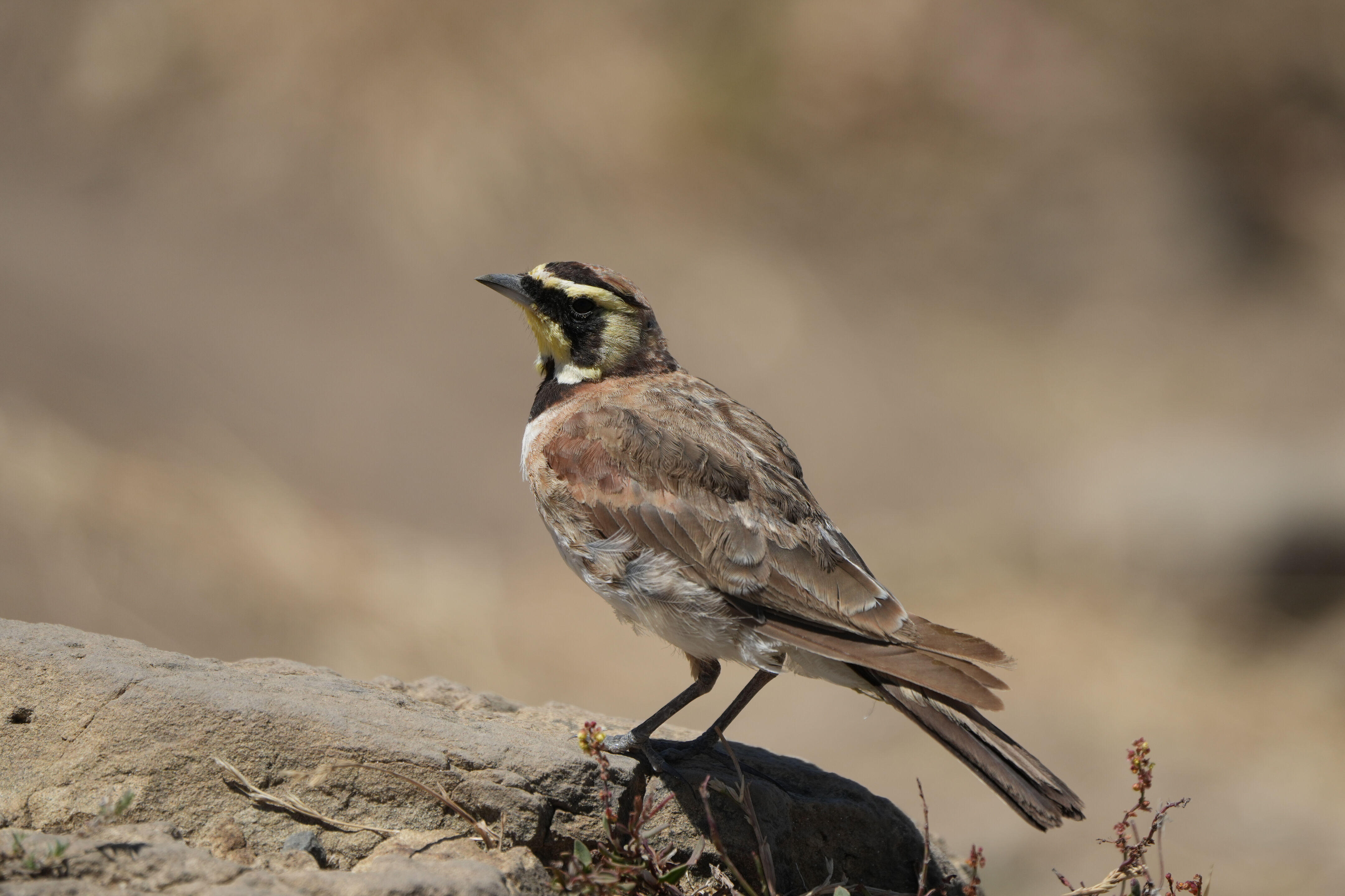 Ohlone Wilderness Trail