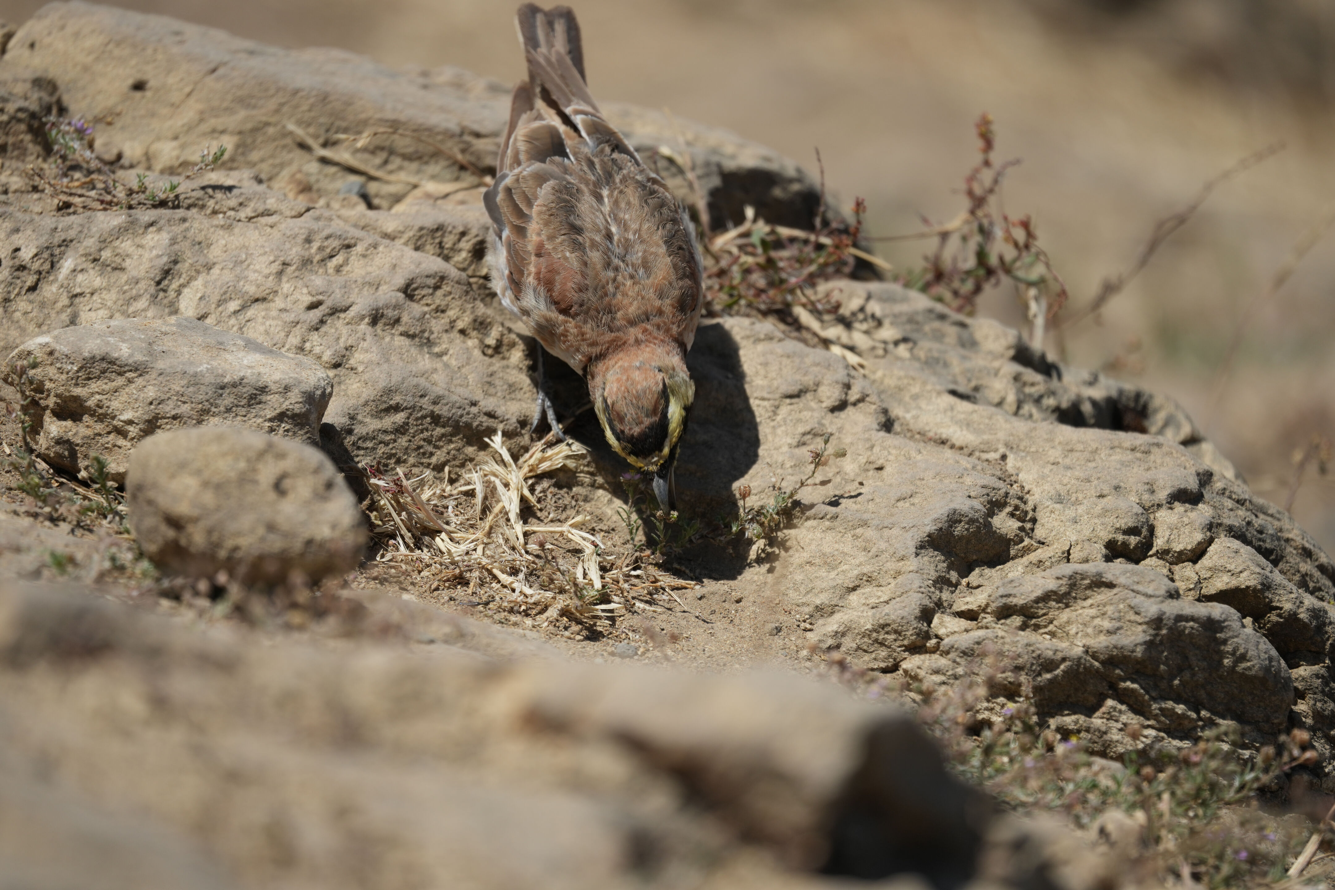 Ohlone Wilderness Trail