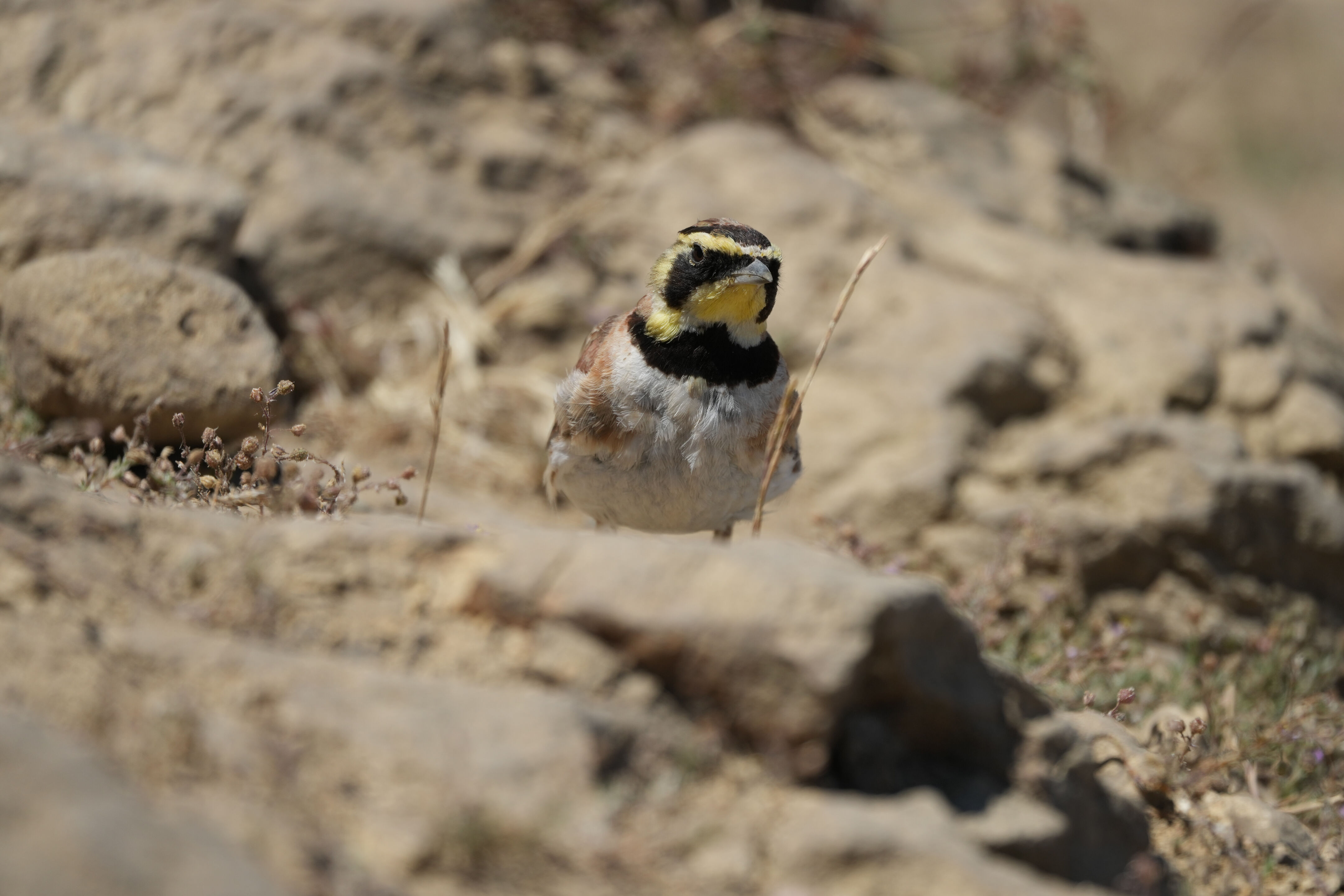 Ohlone Wilderness Trail