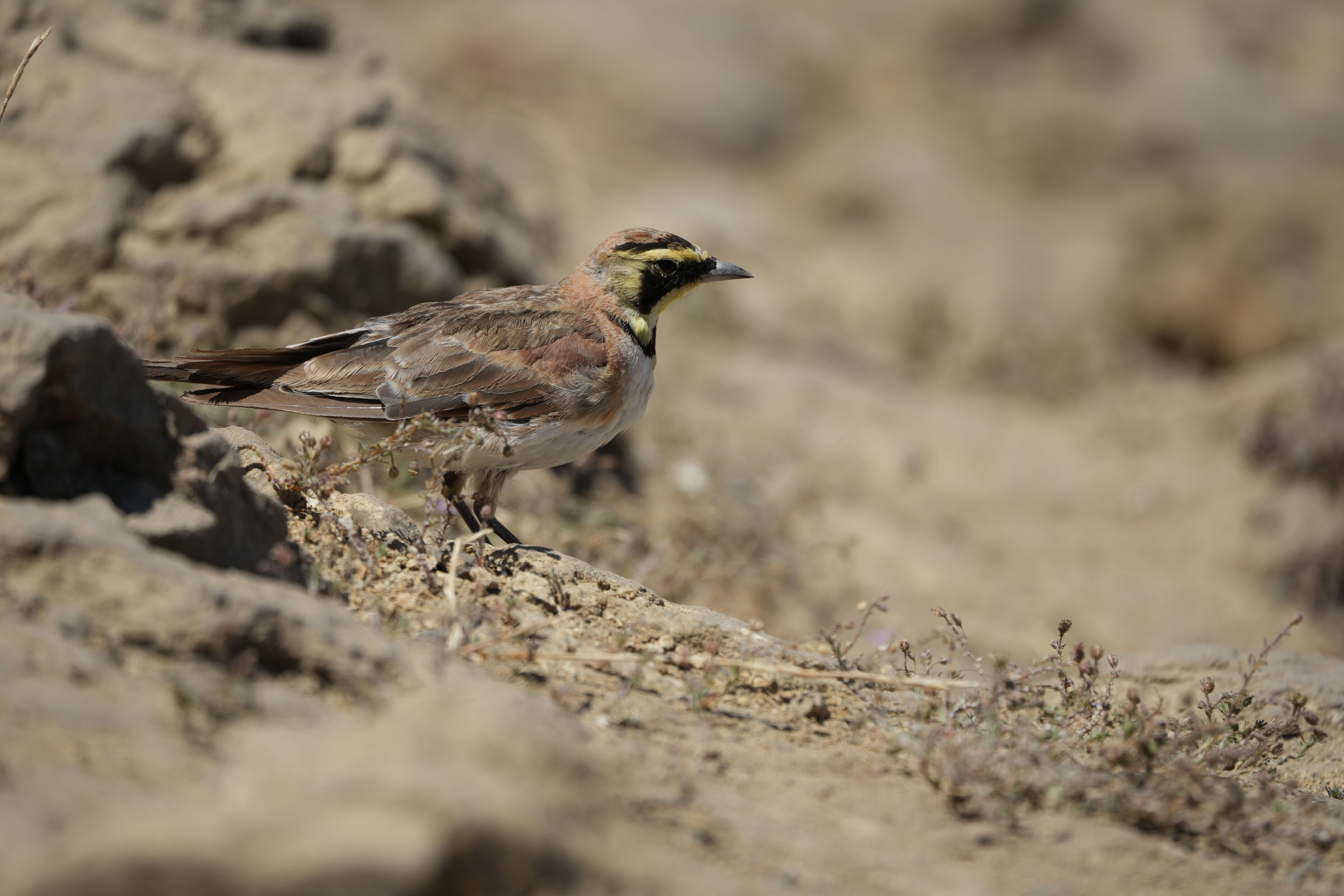 Ohlone Wilderness Trail
