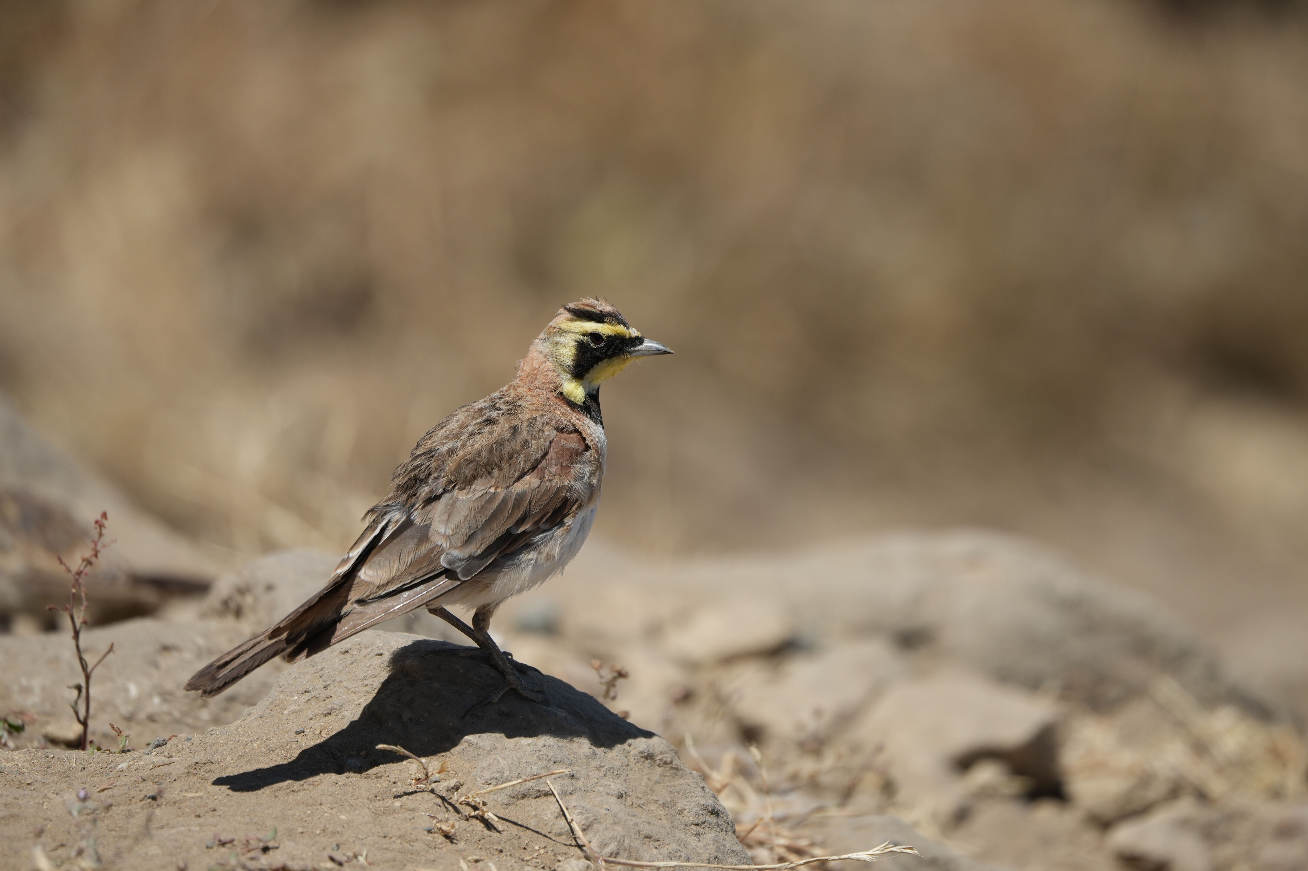 Ohlone Wilderness Trail