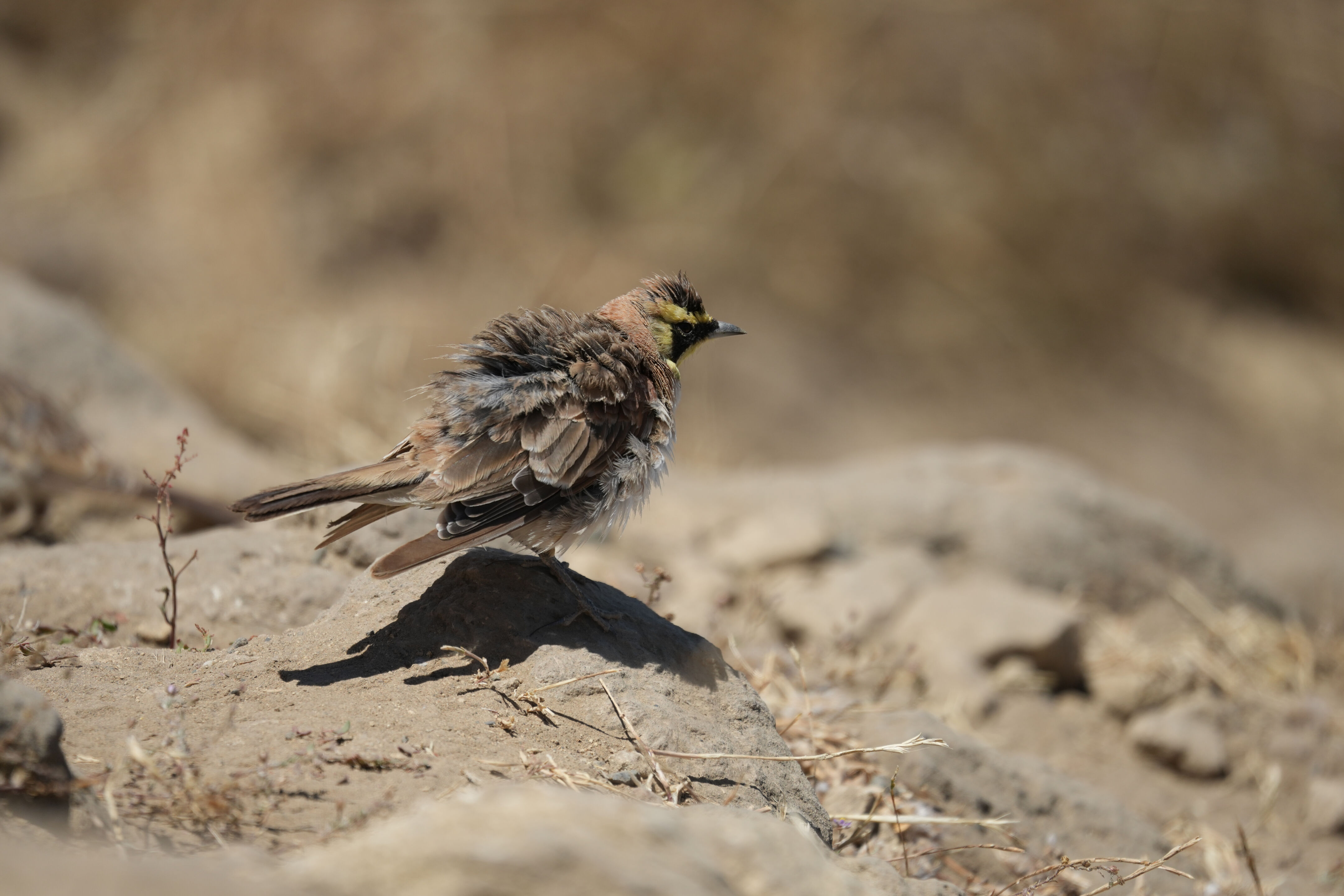 Ohlone Wilderness Trail