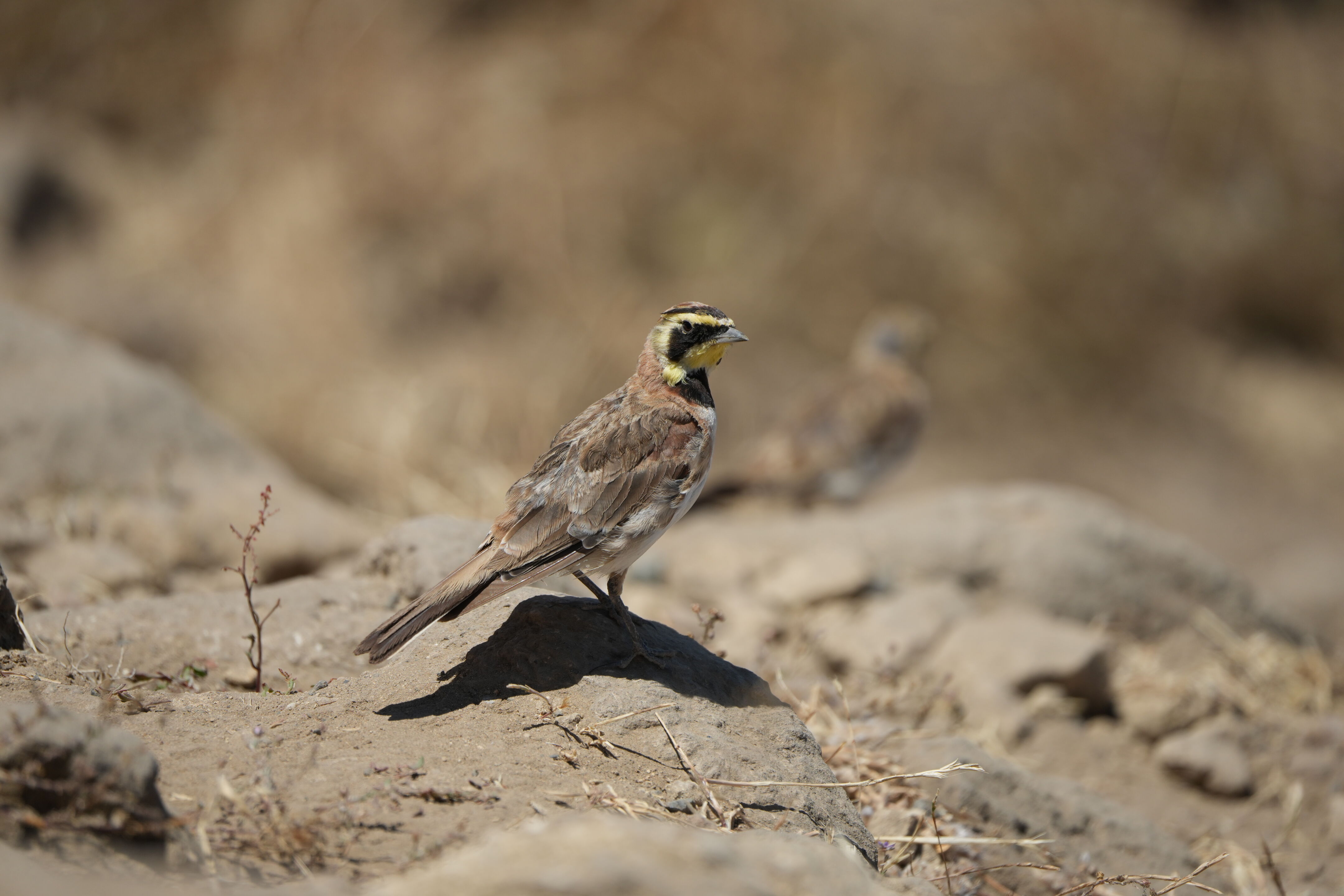 Ohlone Wilderness Trail
