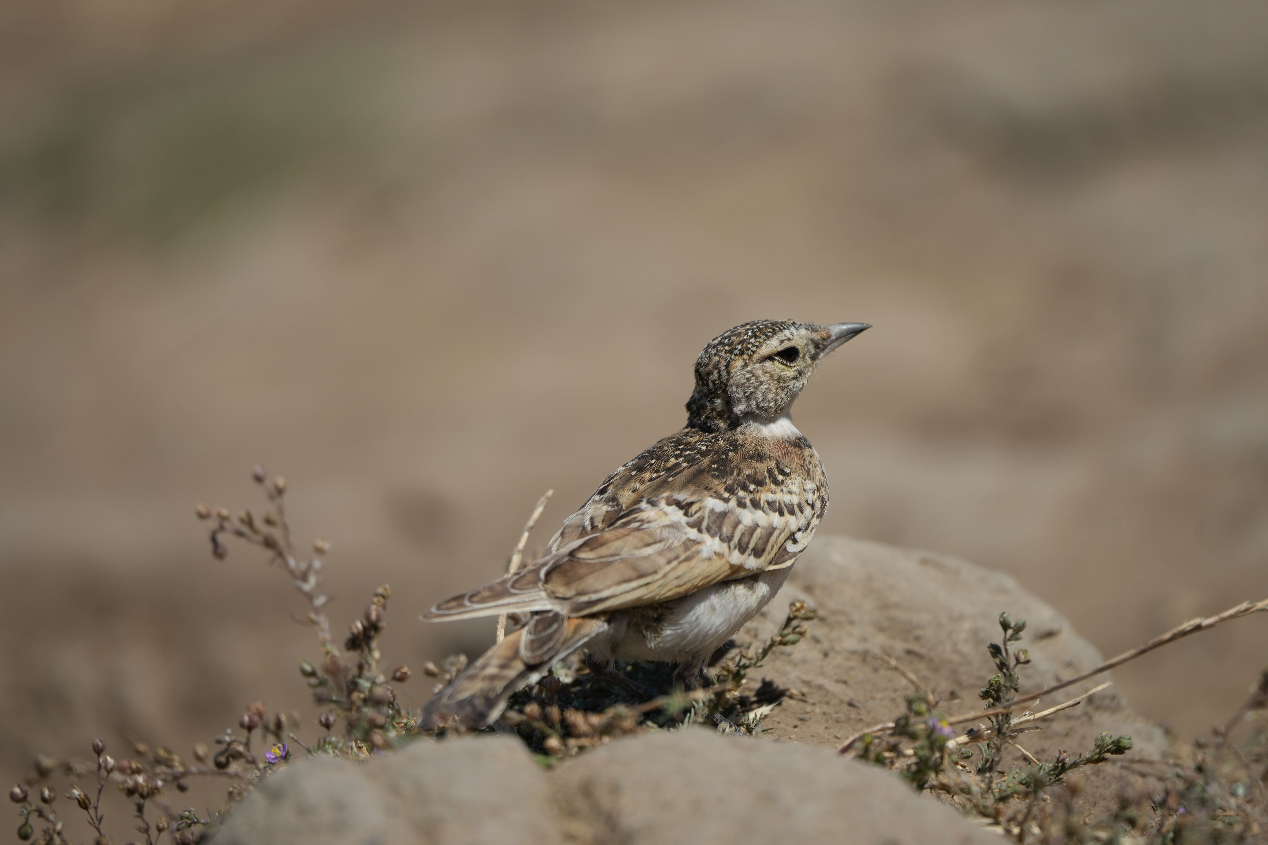 Ohlone Wilderness Trail