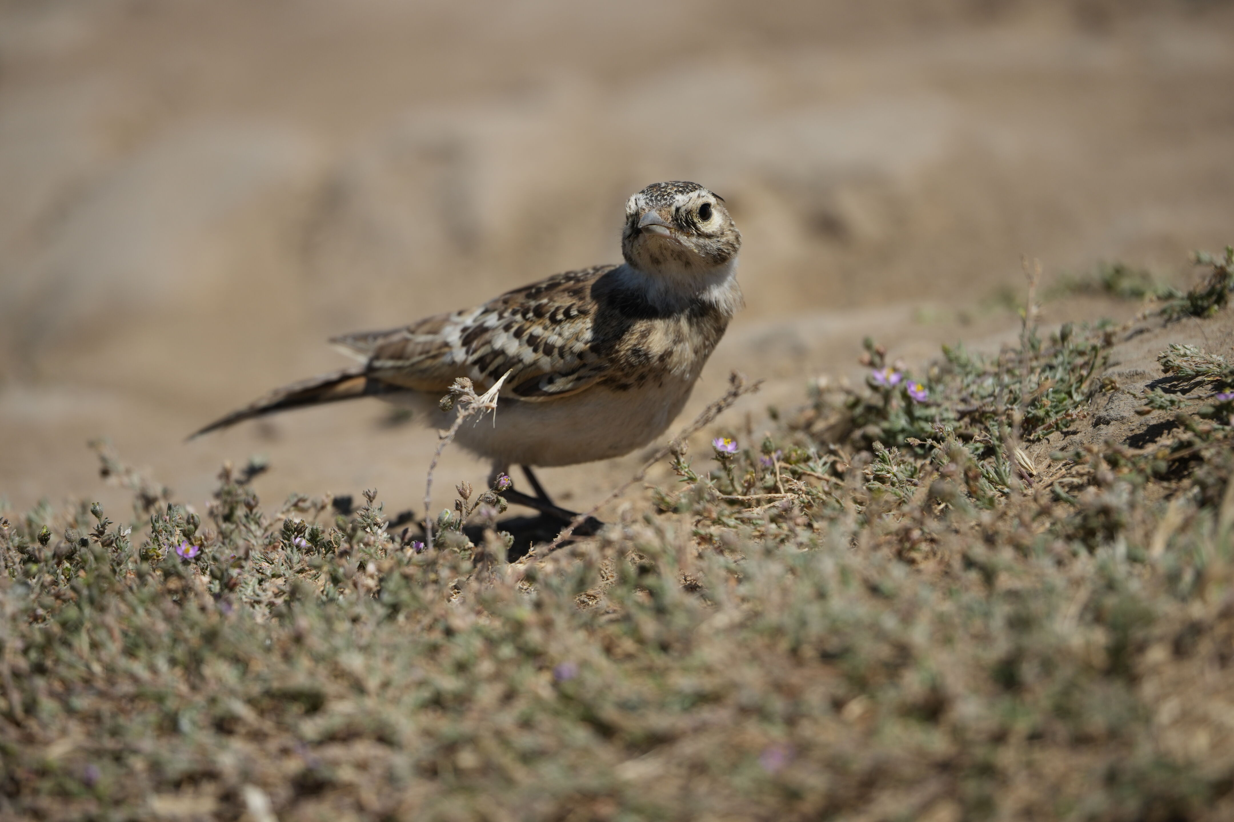 Ohlone Wilderness Trail