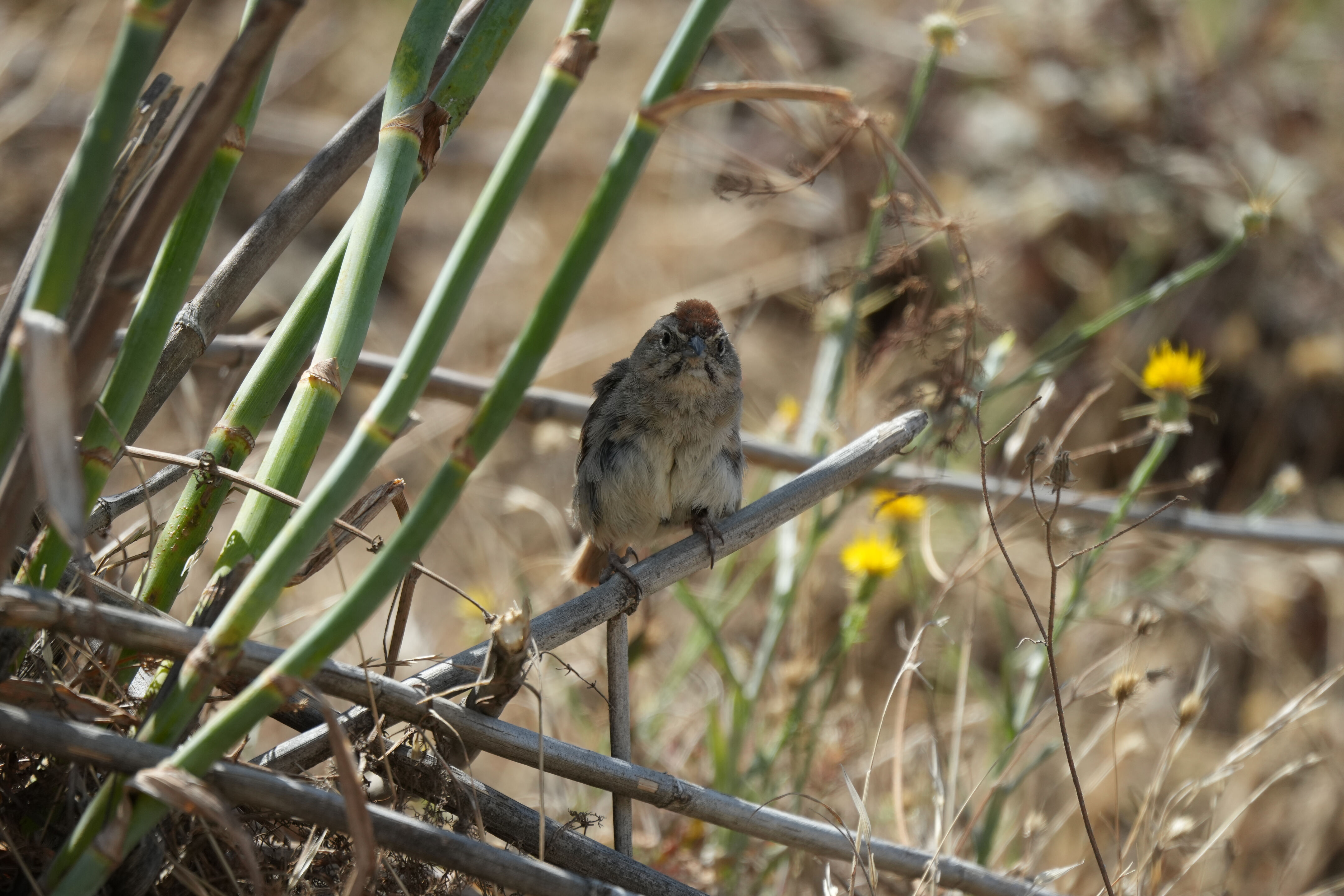 Ohlone Wilderness Trail