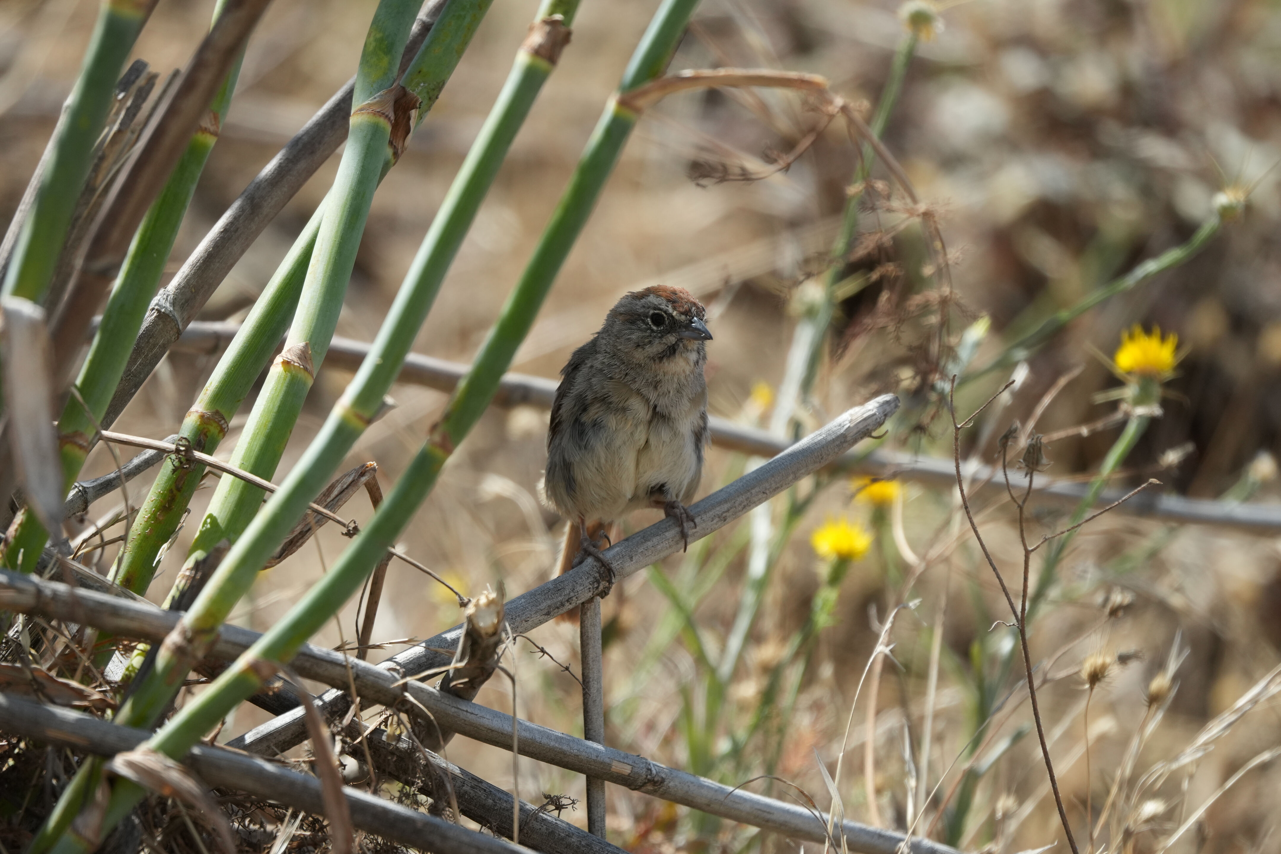 Ohlone Wilderness Trail