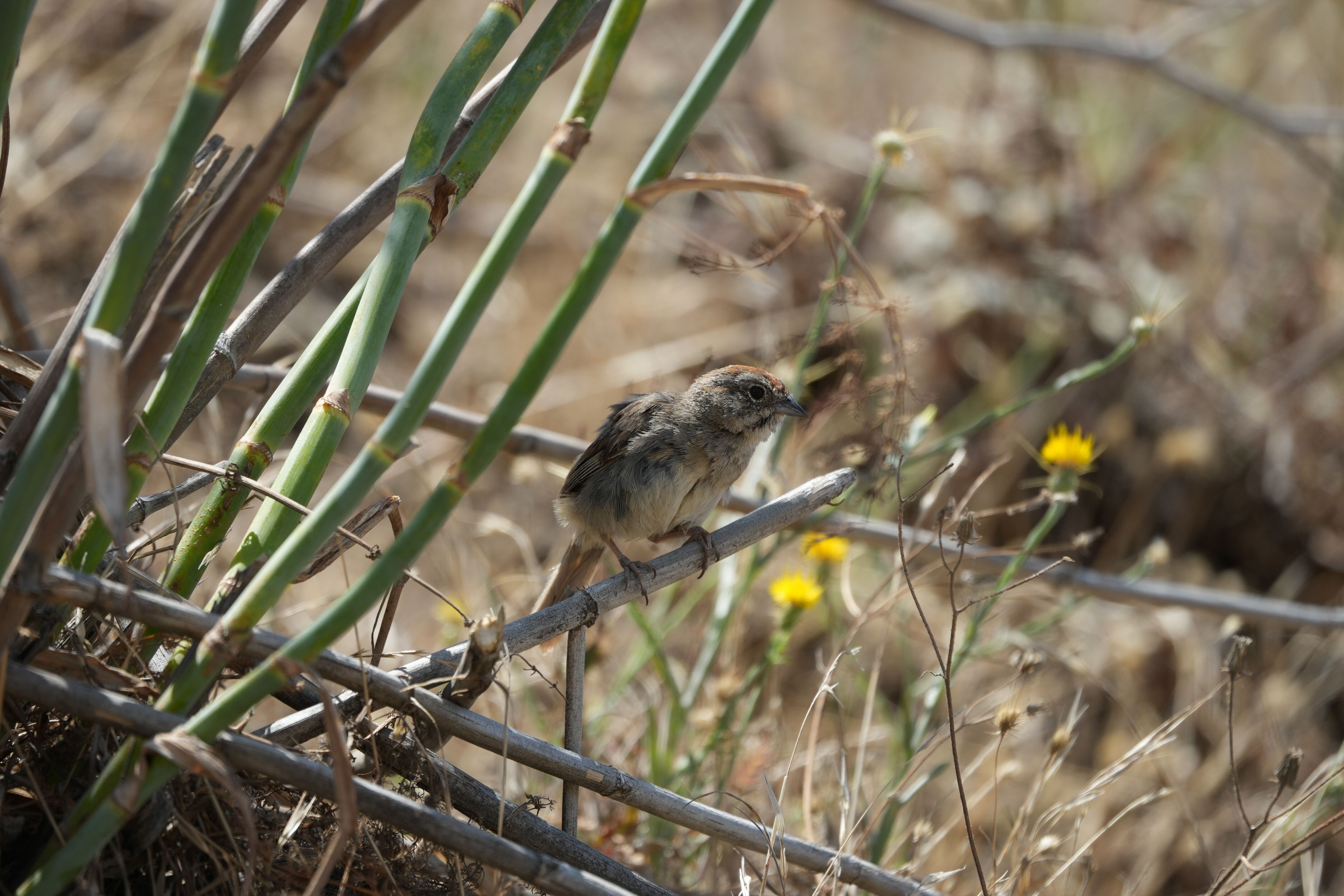 Ohlone Wilderness Trail