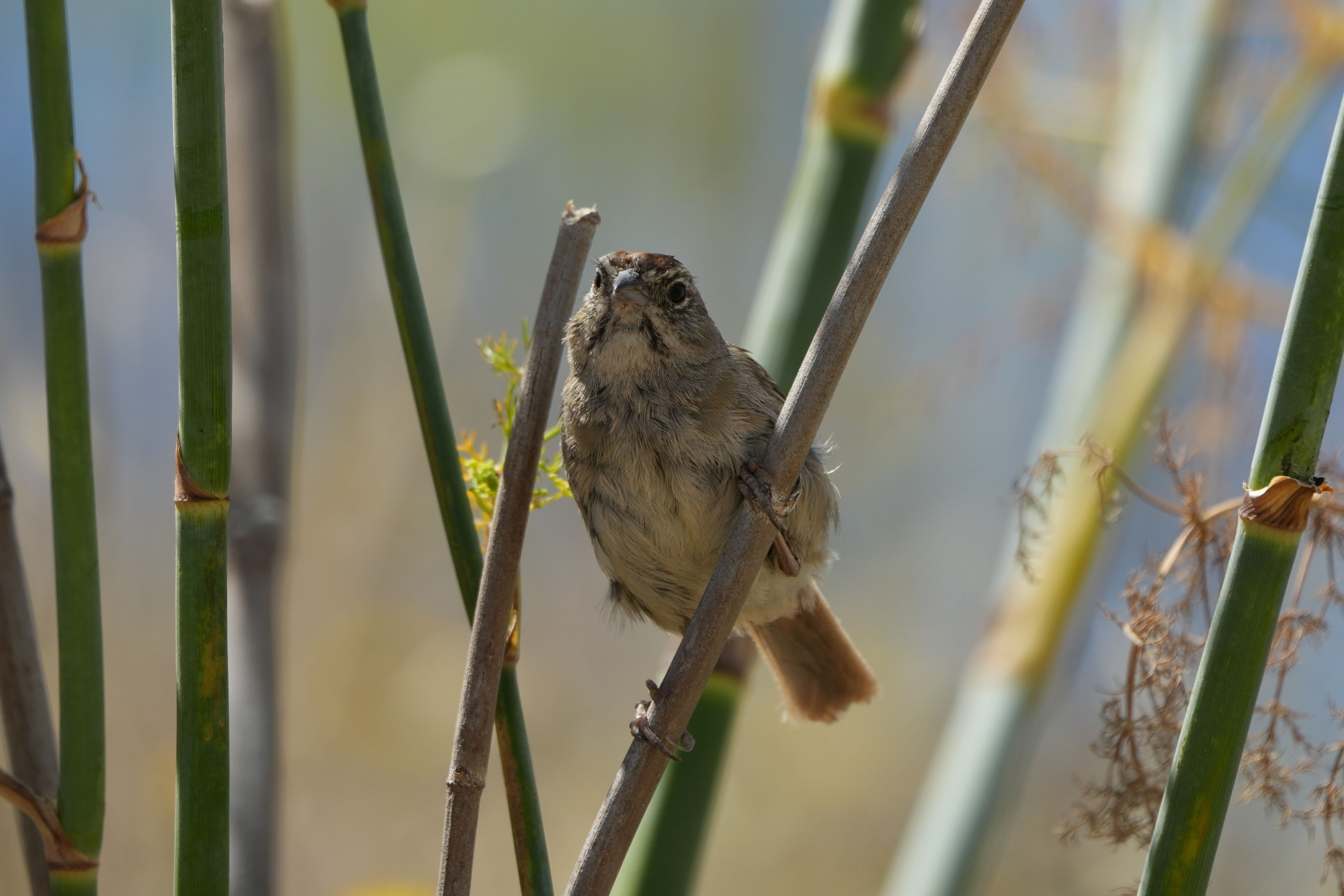 Ohlone Wilderness Trail