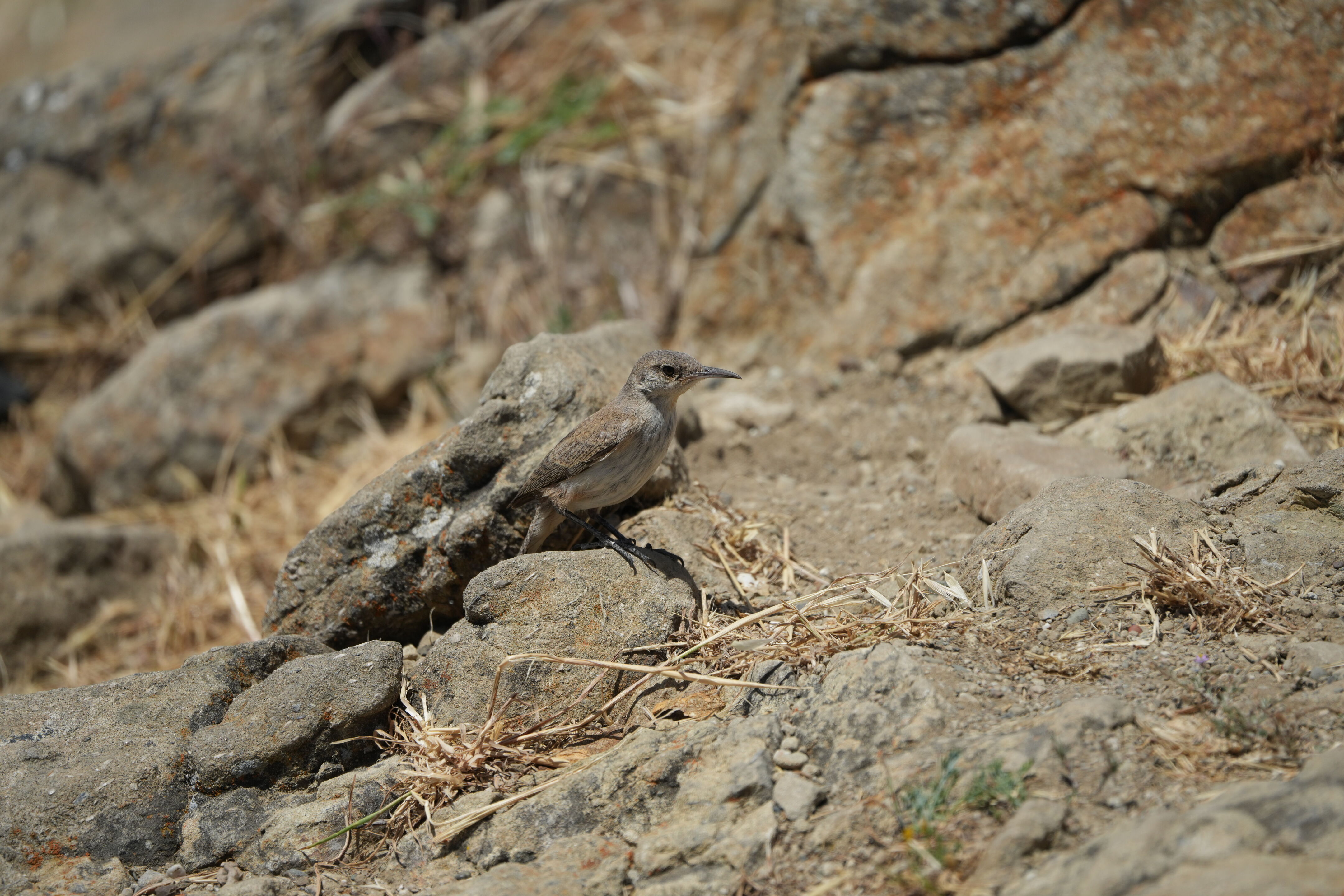 Ohlone Wilderness Trail