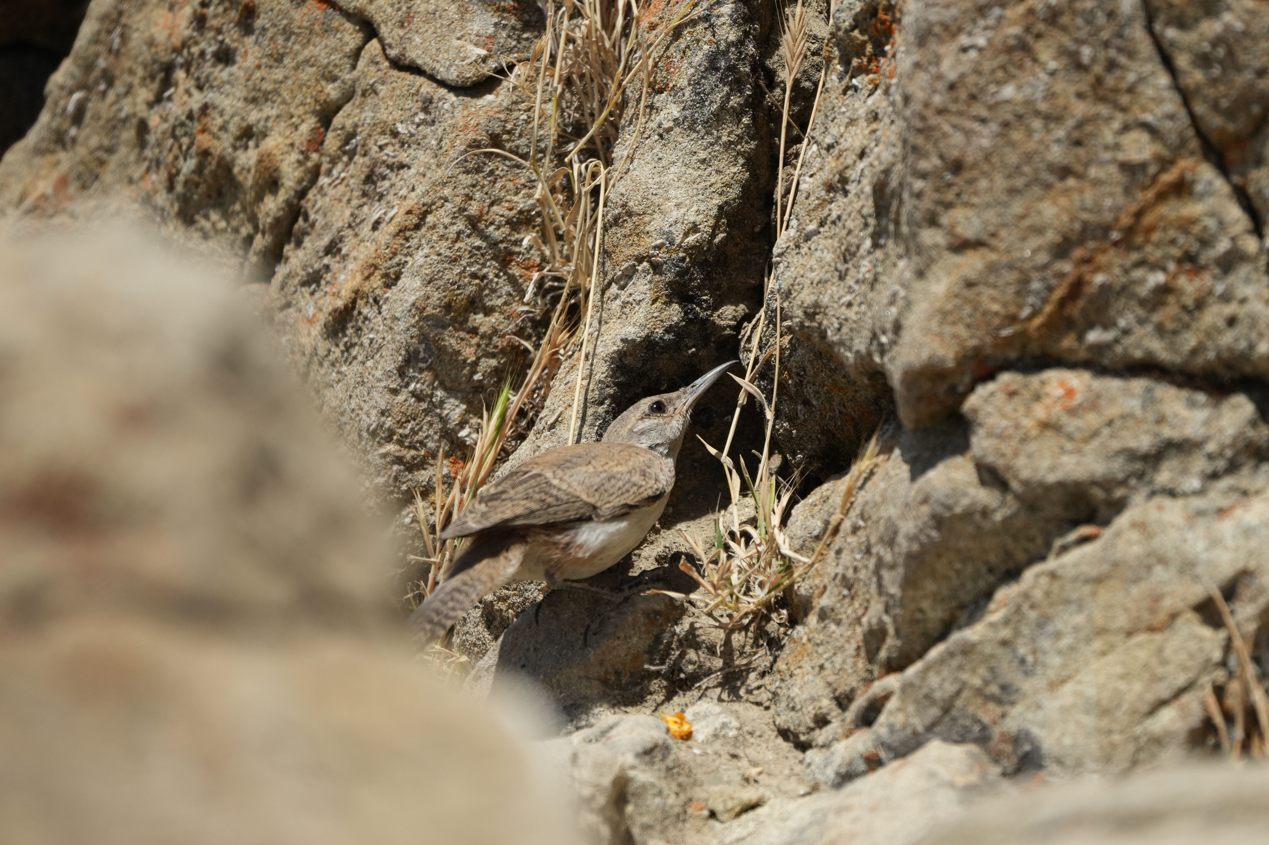 Ohlone Wilderness Trail