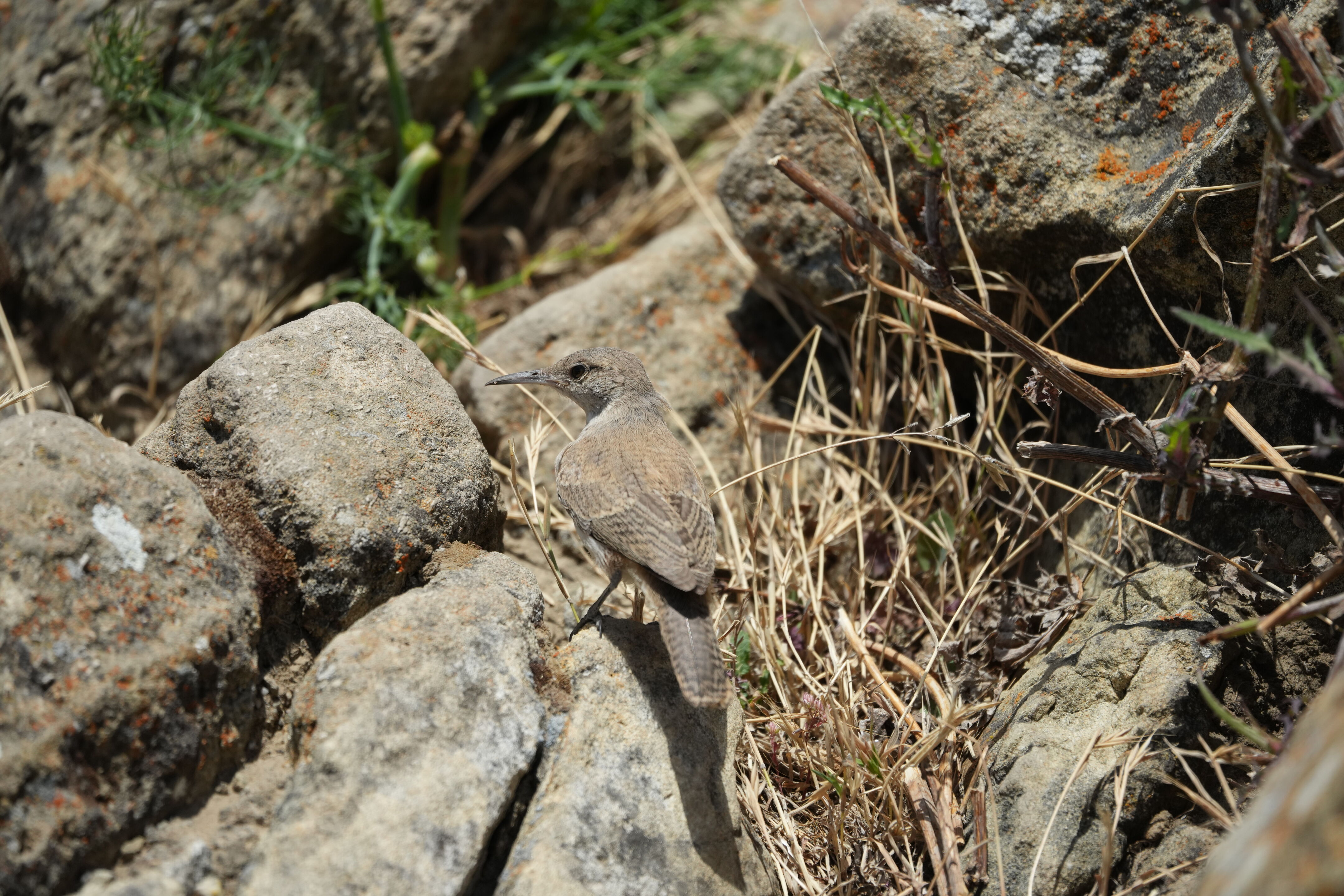 Ohlone Wilderness Trail