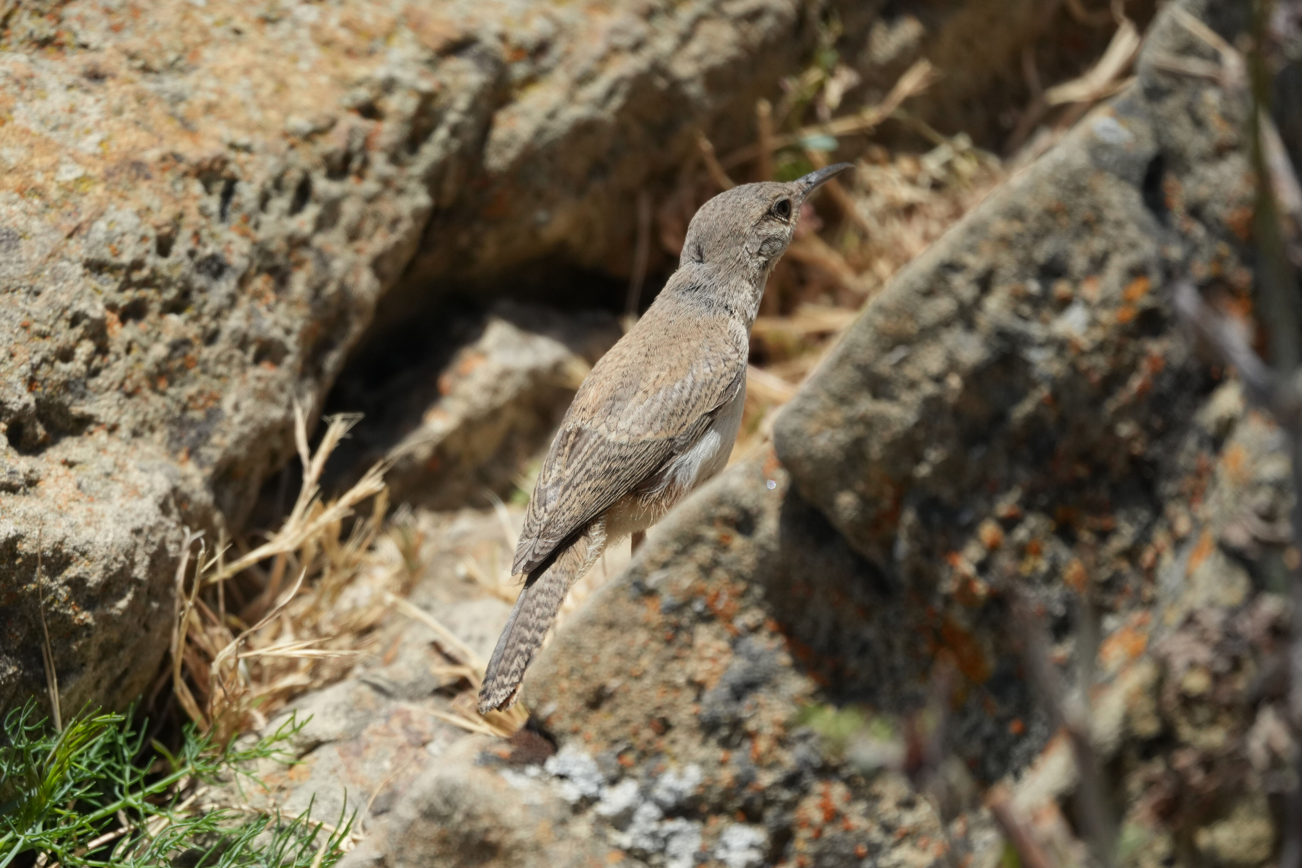 Ohlone Wilderness Trail