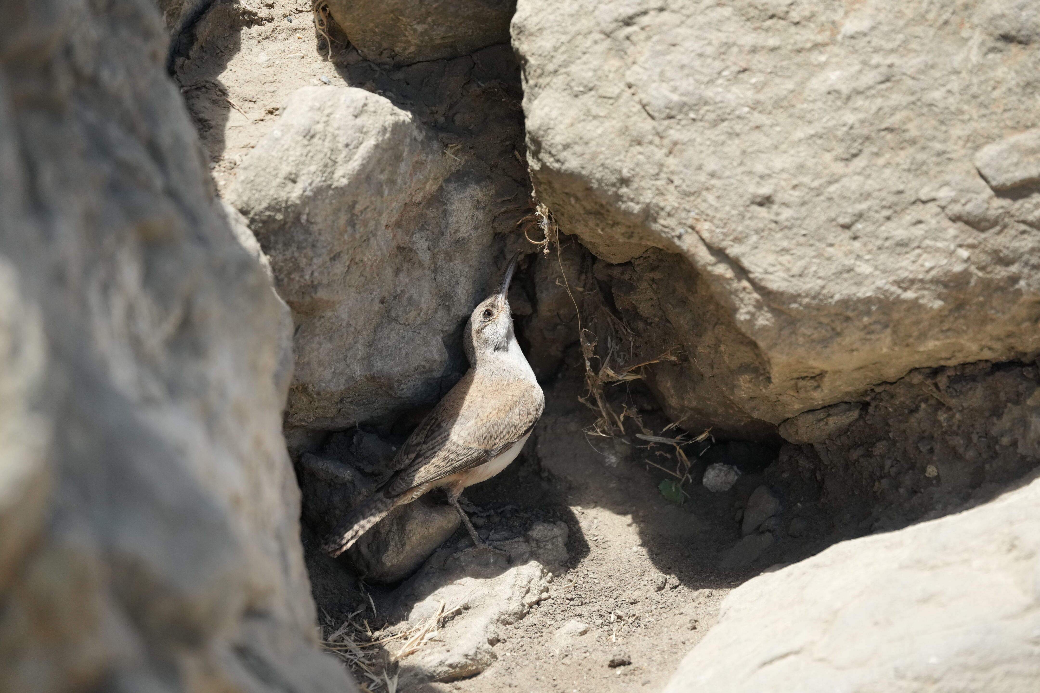Ohlone Wilderness Trail