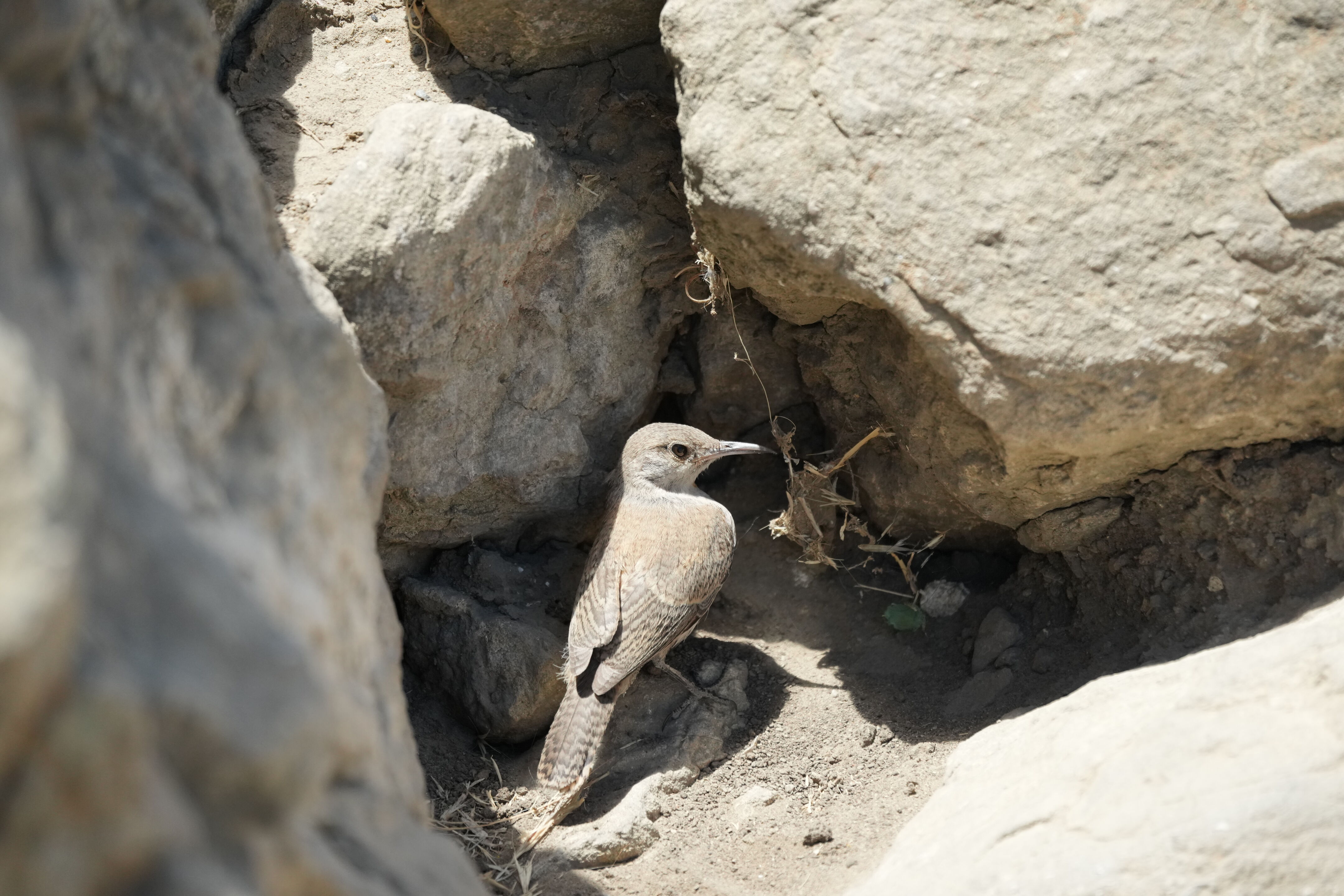 Ohlone Wilderness Trail