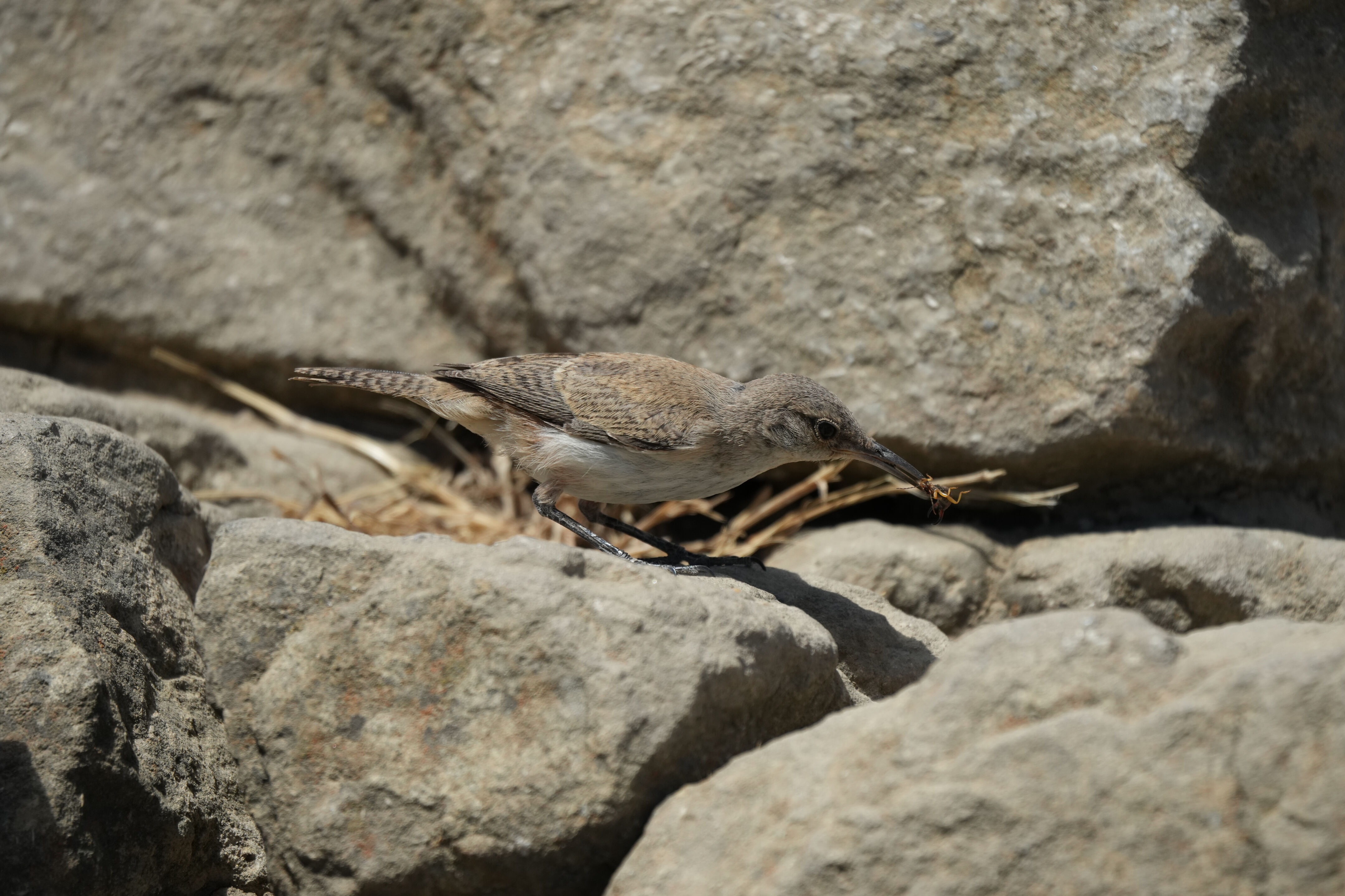 Ohlone Wilderness Trail