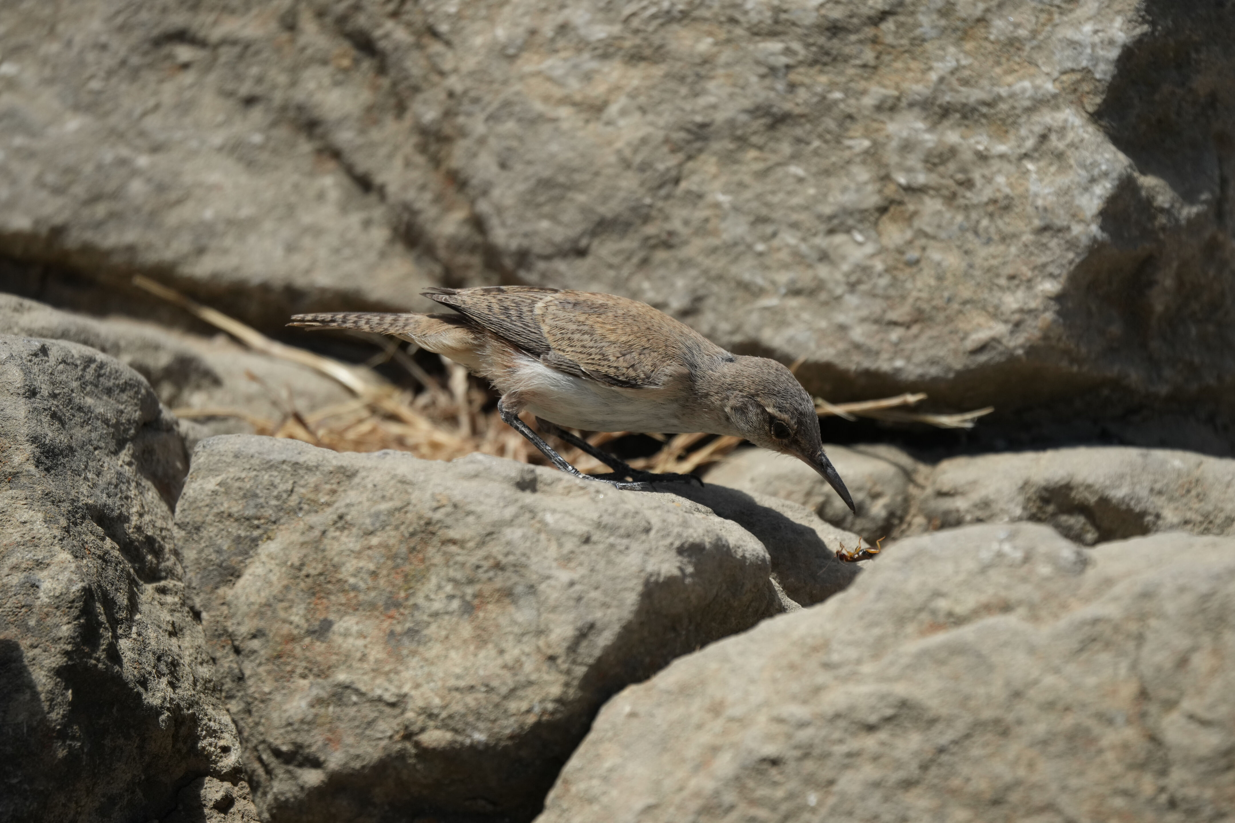 Ohlone Wilderness Trail