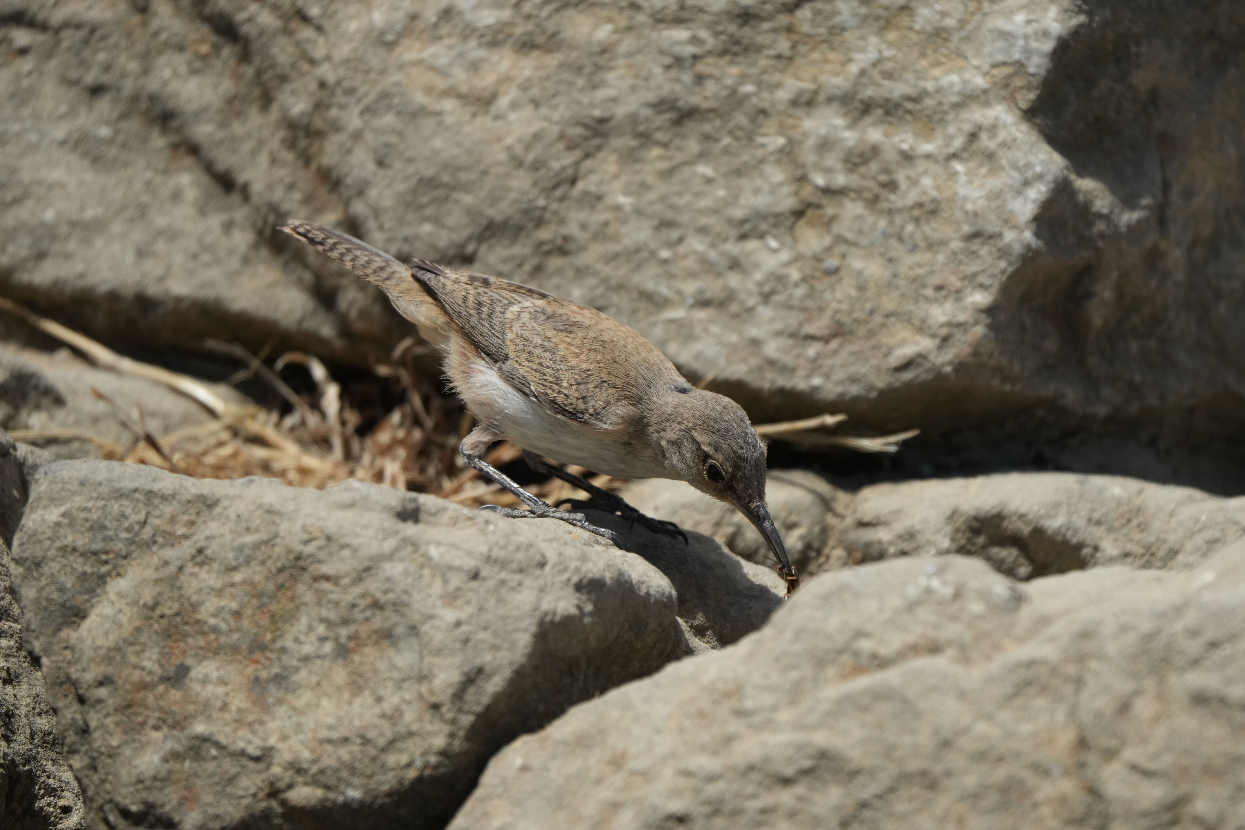 Ohlone Wilderness Trail