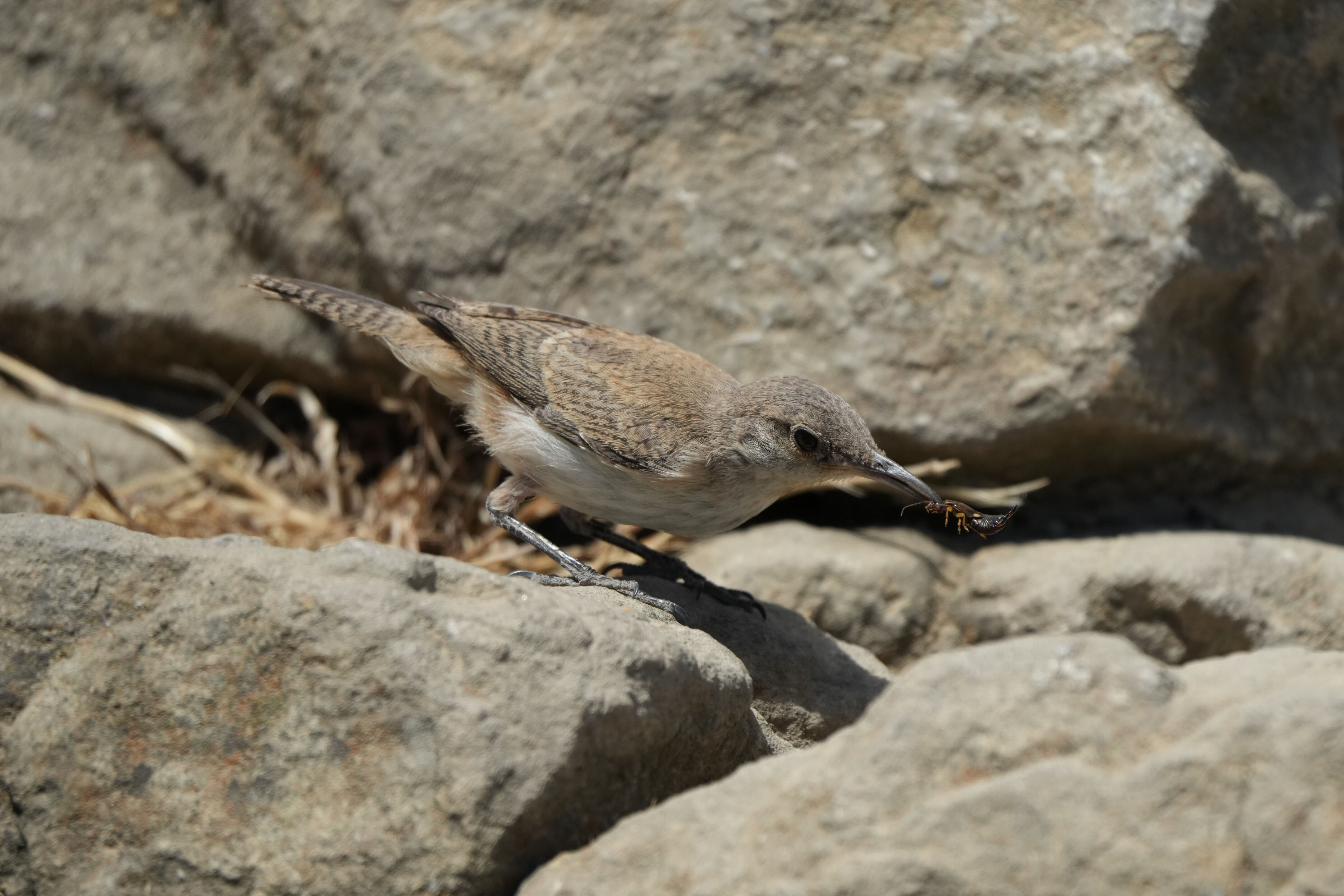 Ohlone Wilderness Trail
