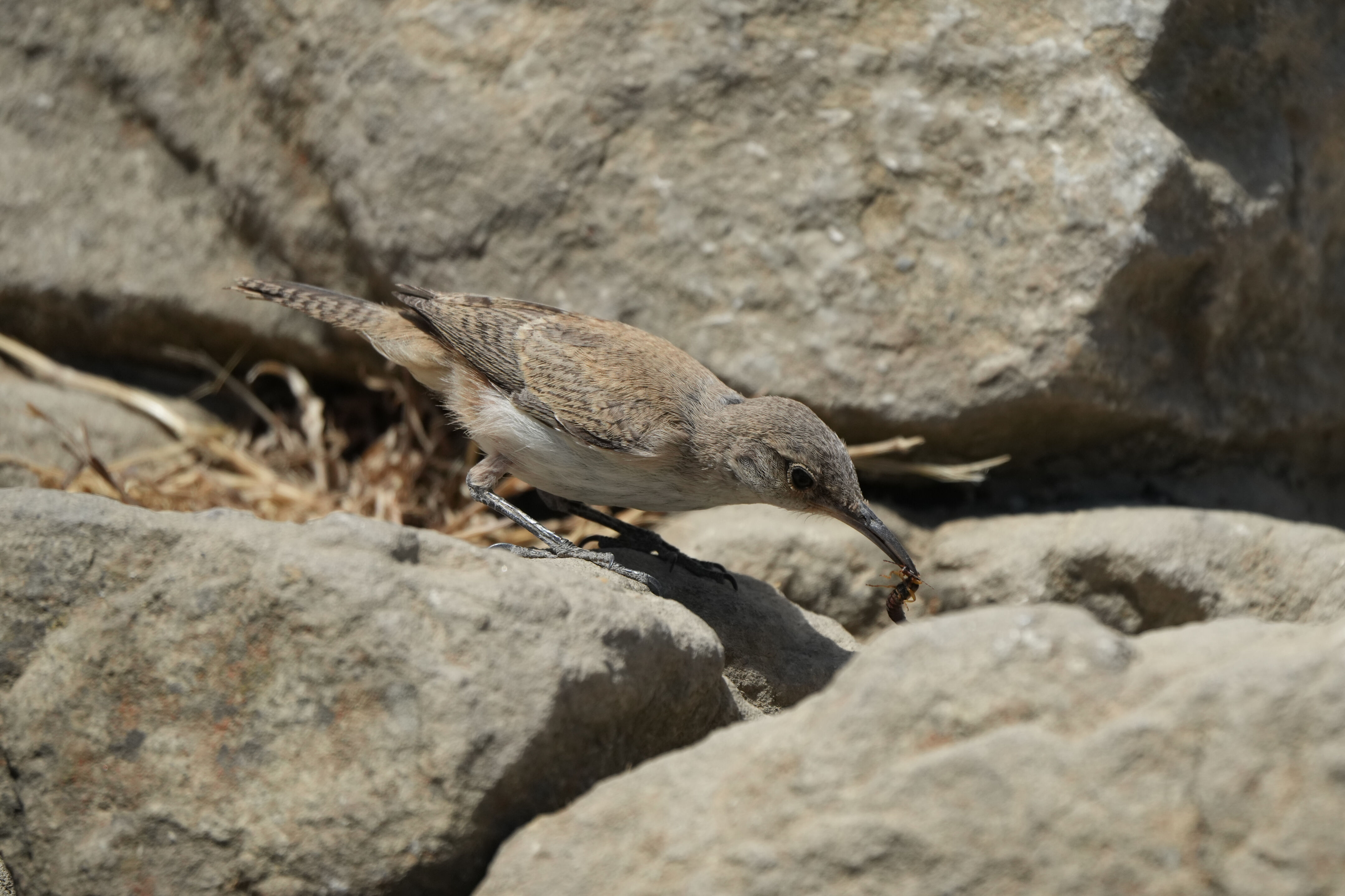 Ohlone Wilderness Trail