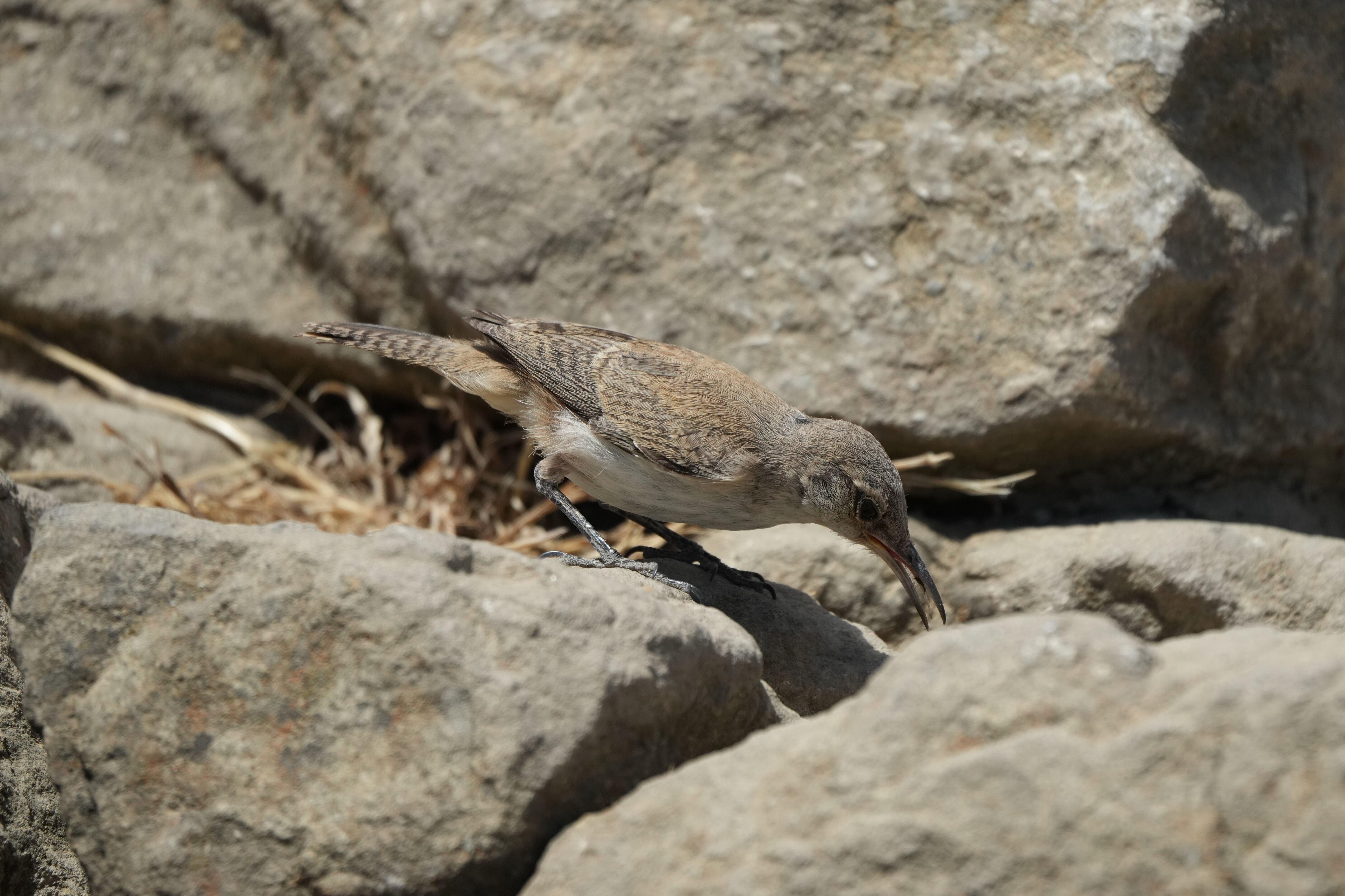 Ohlone Wilderness Trail