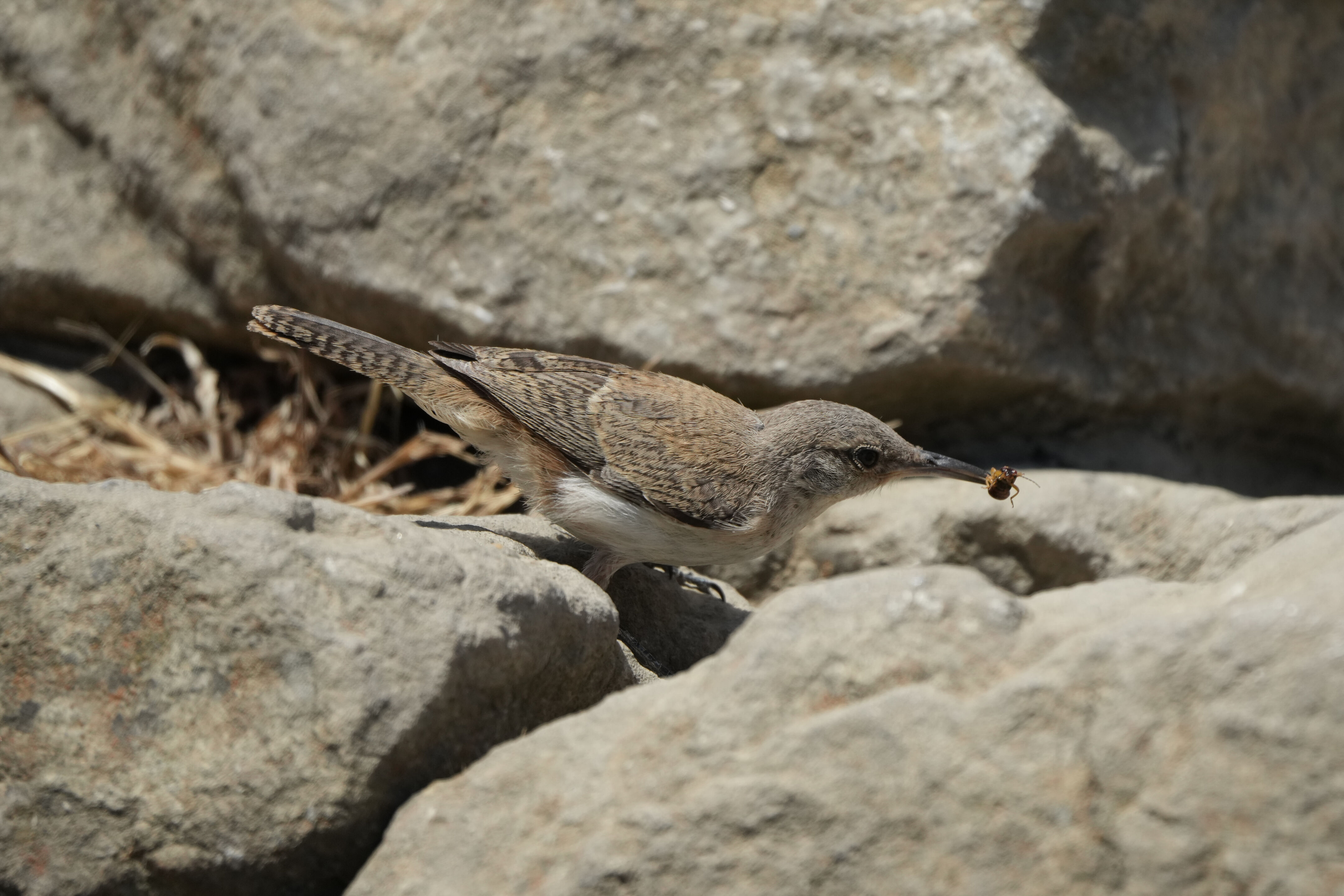 Ohlone Wilderness Trail