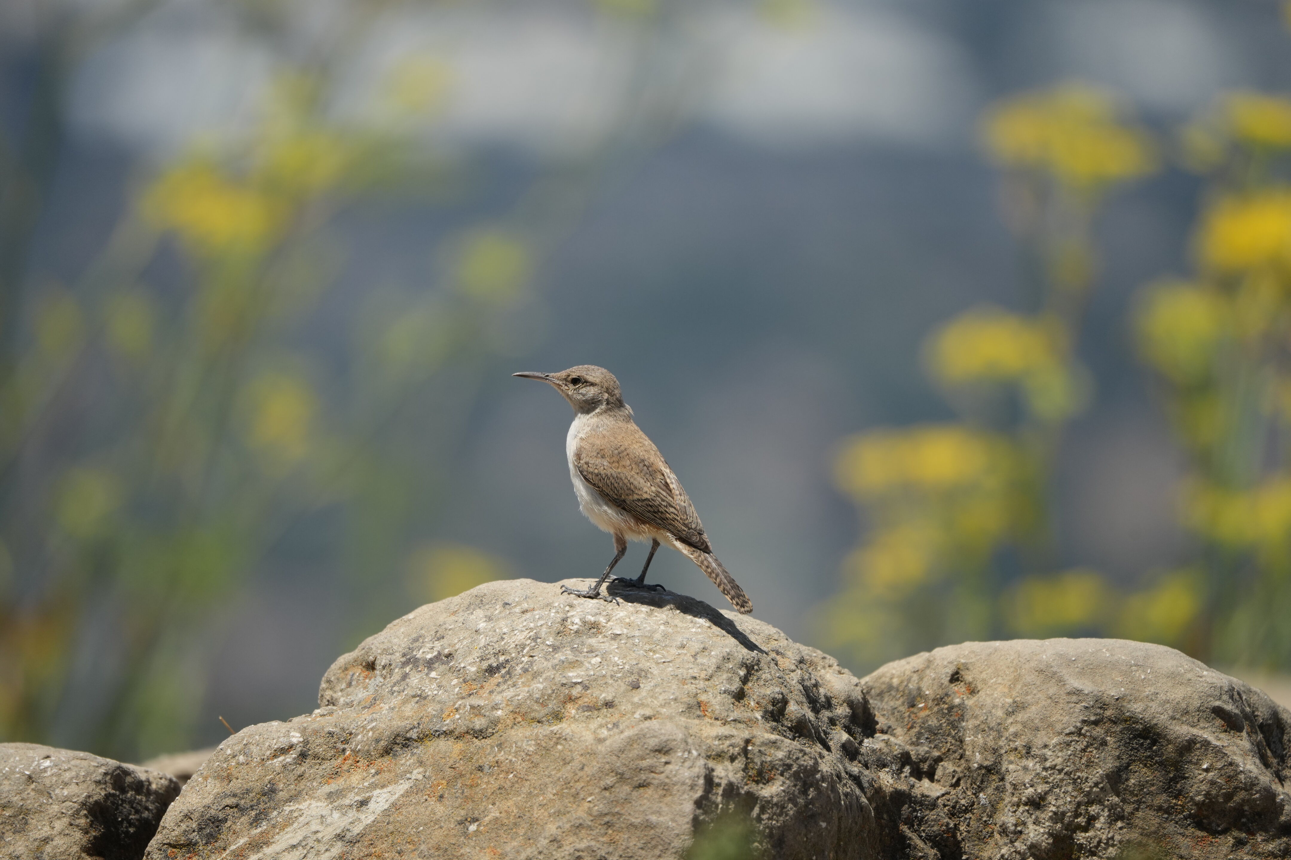 Ohlone Wilderness Trail