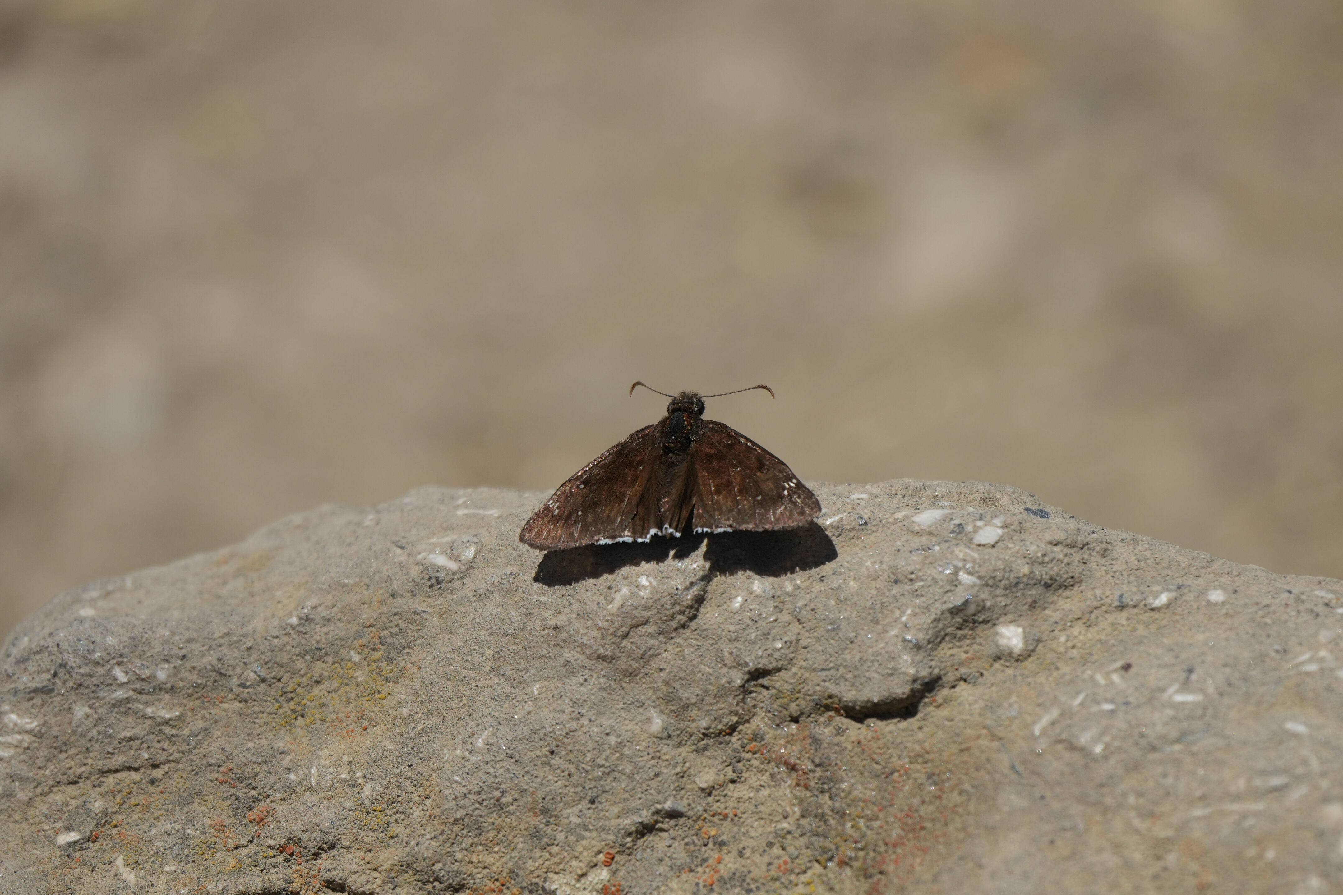 Ohlone Wilderness Trail