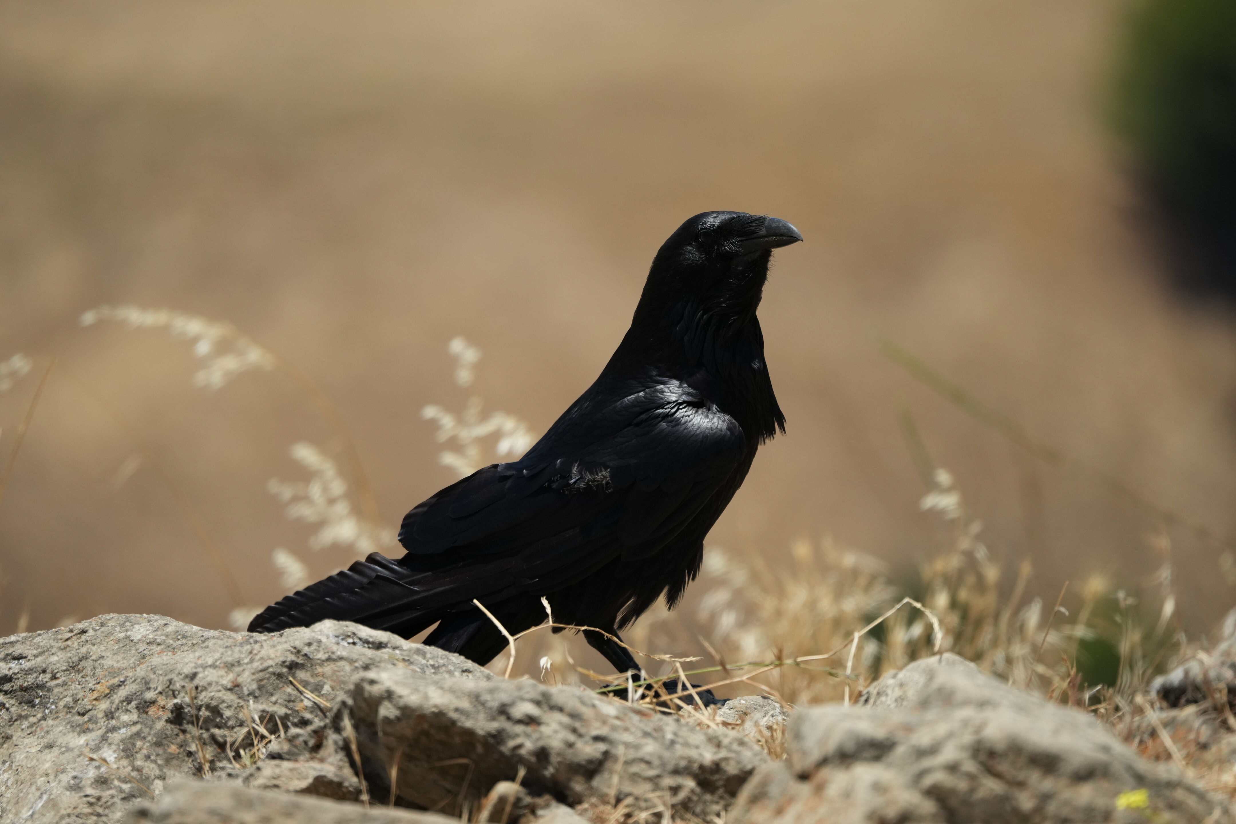 Ohlone Wilderness Trail