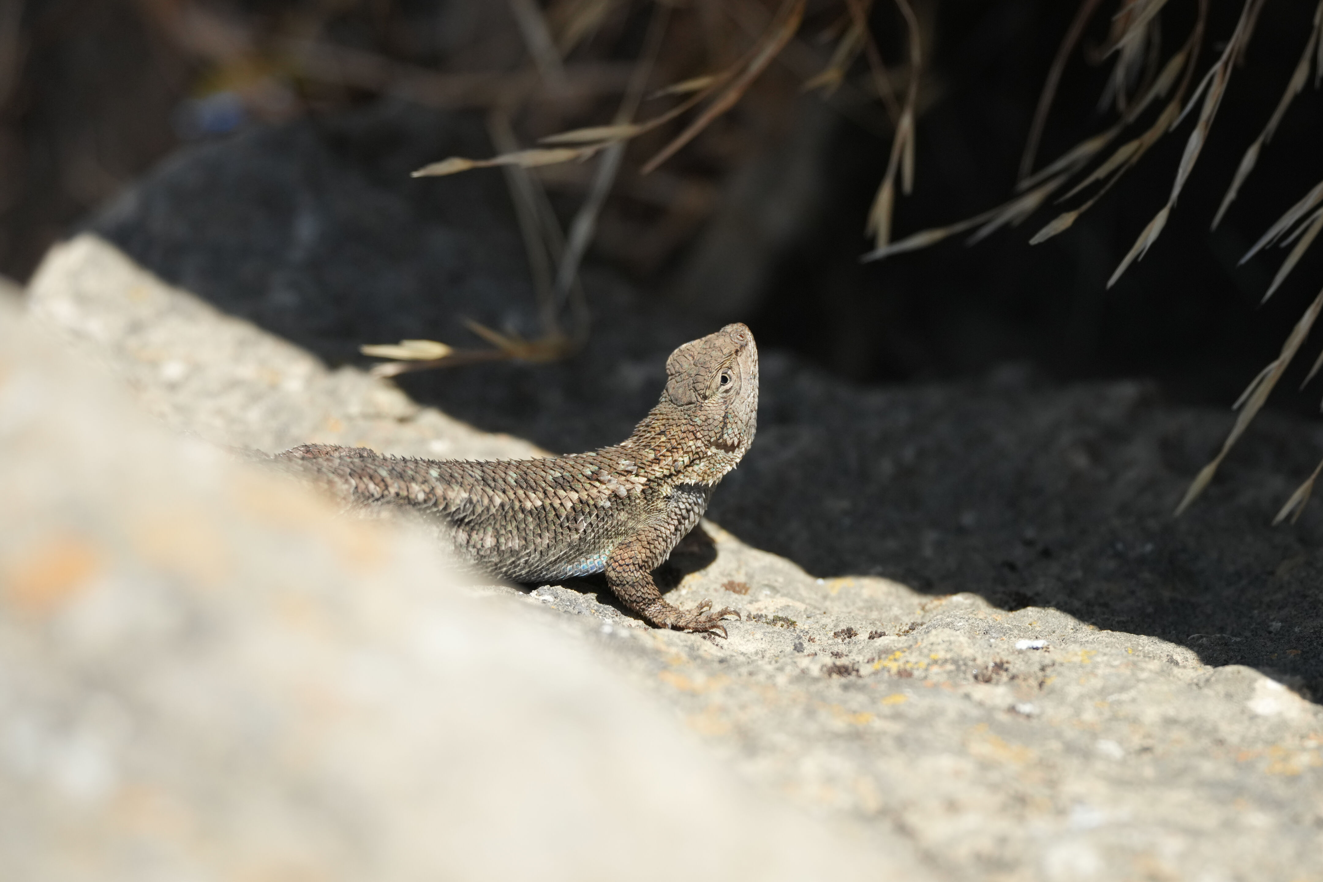 Ohlone Wilderness Trail